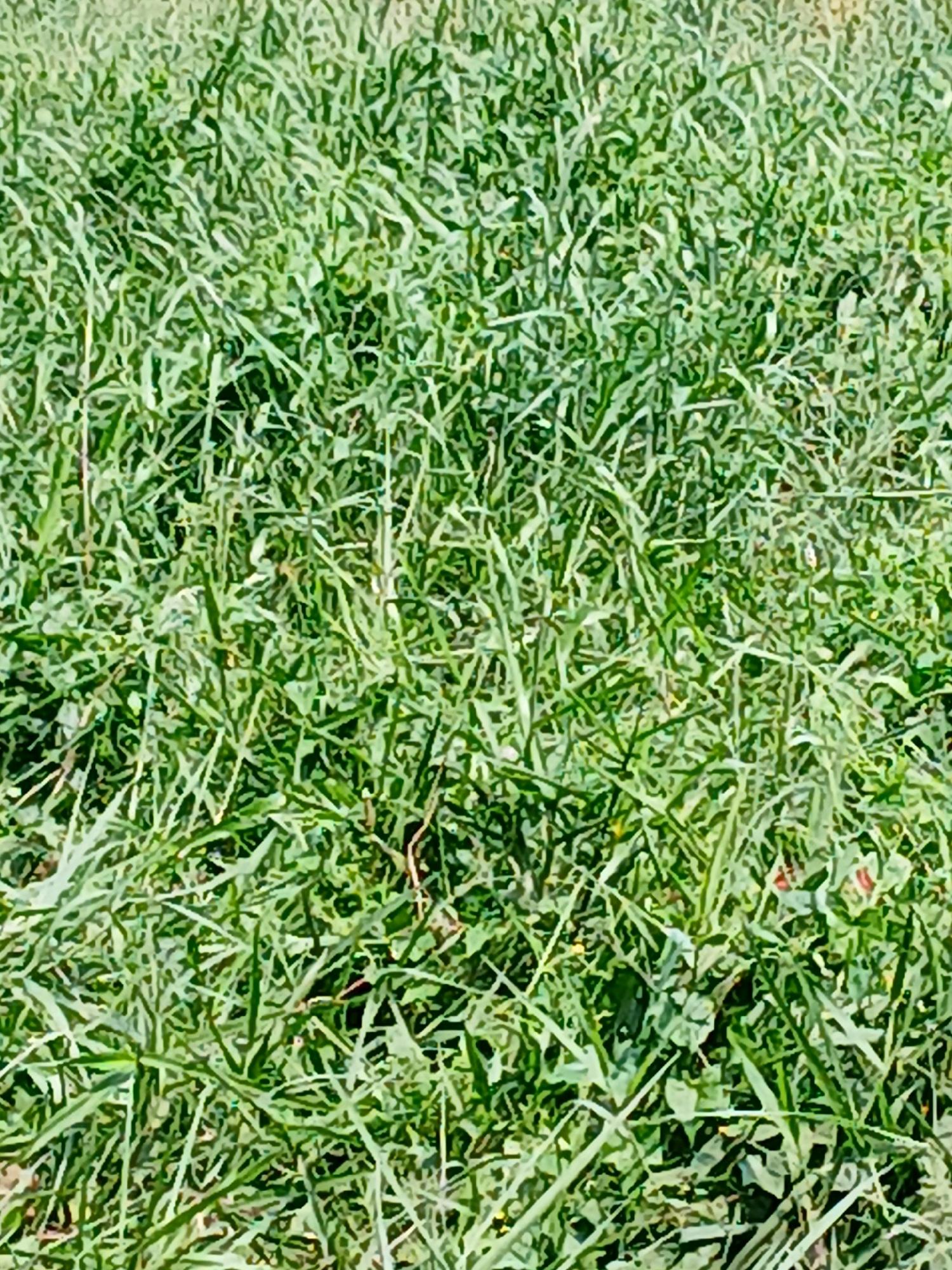 The image displays a close-up, overhead view of dense, green grass. The blades are varied in length and texture, creating a slightly uneven and natural carpet. Some blades appear lighter green, suggesting they are newer growth or catching more sunlight, while others are a deeper green. The lighting indicates it is daytime, with sunlight filtering through and creating subtle variations in shadow and brightness across the grass. There are no discernible objects, people, or structures within the frame, and no specific landmarks to indicate a precise location within Pangkalpinang, Indonesia. The scene is purely focused on the natural ground cover.