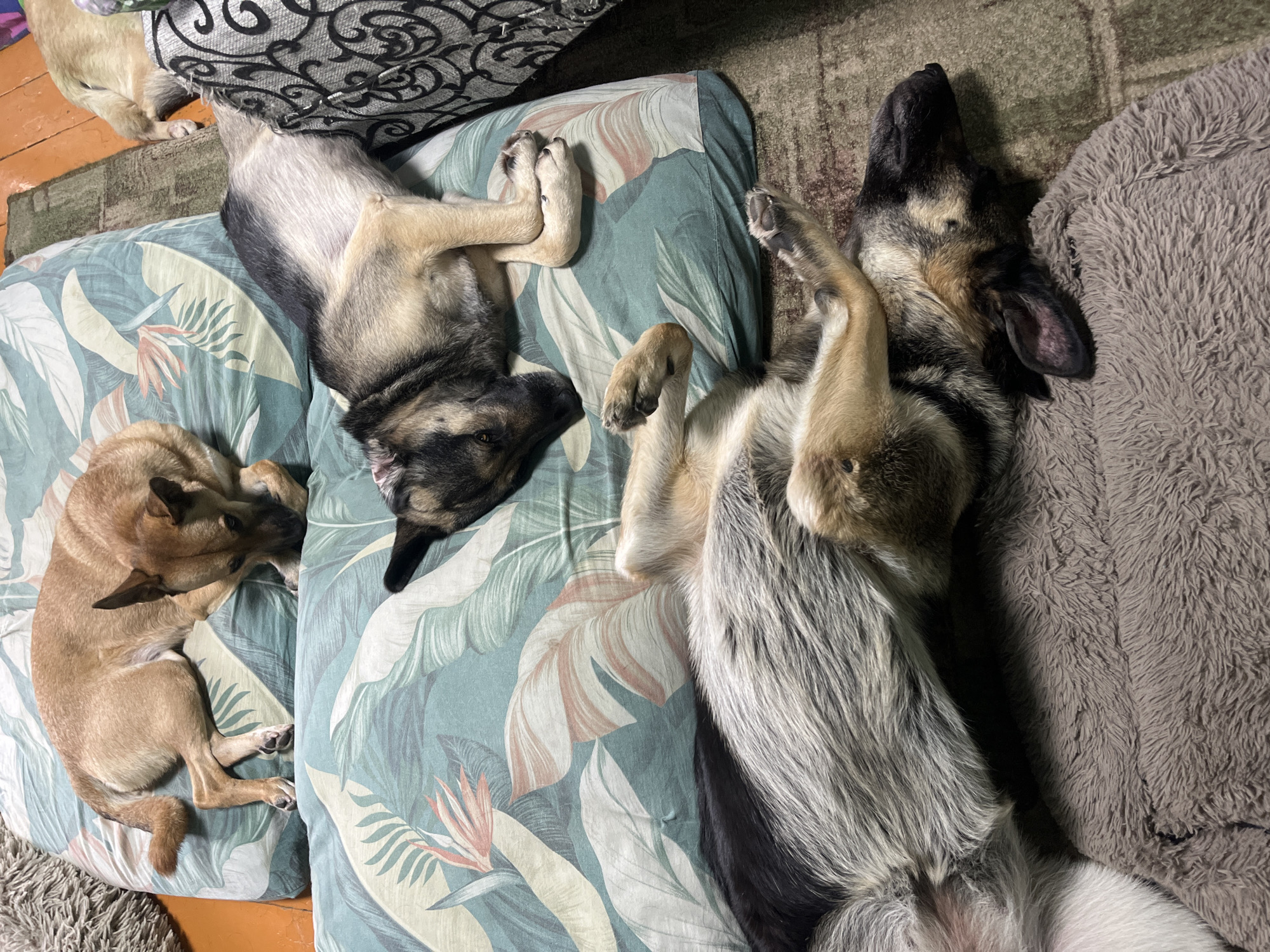 Three dogs are resting on a couch with a botanical print. A light brown dog is curled up on the left side of the couch, facing away from the camera. To its right, a larger dog with black and tan fur is lying on its back, paws in the air. Another dog, also with black and tan fur, is lying next to it, facing away from the camera. The dogs appear relaxed and comfortable. The couch is positioned on a rug, and a portion of a wooden floor is visible. The scene suggests a domestic setting, likely indoors, where the dogs are taking a nap. The time of day is not discernible. There is no visible text in the image. The location is Nizhny Tagil, Russia.