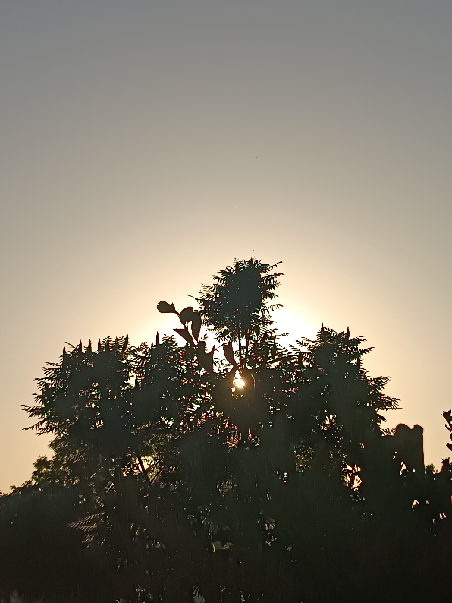 The image captures a silhouetted tree against a bright, overcast sky, likely at sunset or sunrise. Light penetrates the tree's foliage, creating bursts of brightness. The location is possibly Viadana, Italy, as per the prompt's request, though no specific features confirm this. The scene focuses on the interplay of light and shadow with the tree as the main subject.