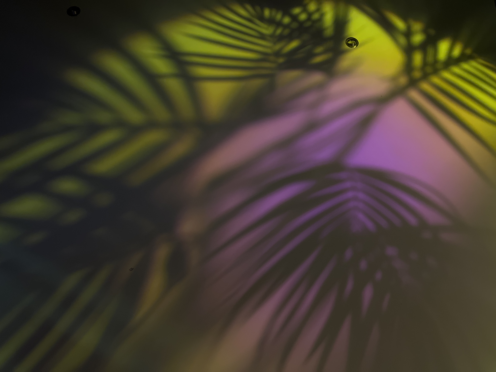 The image presents an abstract composition dominated by the soft, diffused shadows of palm-like leaves. These dark, intricate silhouettes are cast upon a surface that displays a vibrant color gradient. The upper and left areas of the background are illuminated with bright lime green and yellow tones, which gradually transition into rich purple and pink hues in the lower and right sections. The shadows show clear details of the fronds and leaflets, suggesting a strong light source from behind the foliage.
Two small, dark, circular elements are noticeable on the surface: one in the upper left corner and another positioned near the top center. These could be small droplets of water, dust particles, or minor imperfections in the projection or on the surface itself.
There are no people or specific objects discernible beyond the shadows. No activity or event is taking place, as the image captures a static, decorative scene. The notable details include the striking interplay of light and shadow, the tropical motif suggested by the leaf shapes, and the vivid, blended color palette. The soft focus and ethereal lighting create a serene and artistic ambiance. There is no visible text. The time of day and specific location are not explicitly indicated but suggest a controlled lighting environment, possibly indoors or a studio setup.