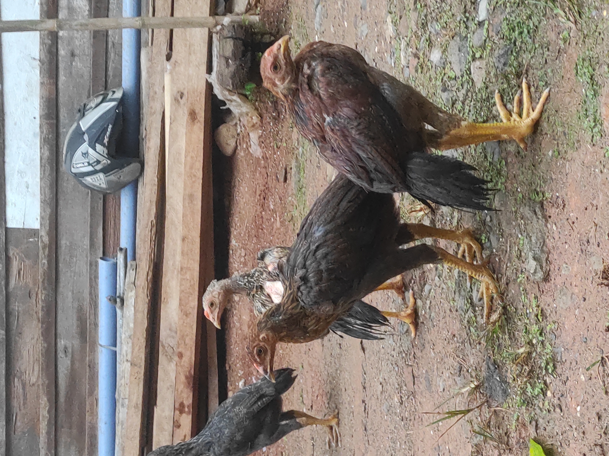 The image, captured in Lhokseumawe, Indonesia, depicts several chickens in an outdoor, semi-rustic setting during daylight hours, likely under an overcast sky or in a shaded area due to the soft, diffused lighting.
The primary subjects are three young chickens, possibly gamefowl, standing on uneven, reddish-brown dirt ground. The ground is sparsely covered with small green weeds and pebbles. The chicken nearest to the viewer is predominantly black with strong, yellow legs and feet that exhibit visible claws. Another chicken, positioned slightly behind and to the right of the first, has a mix of dark brown and black feathers and reddish-brown skin on its head and neck, also featuring prominent yellow legs and feet. A third chicken, with lighter, speckled gray and white plumage, is partially visible behind the dark brown chicken, looking towards the left. The chickens appear to be standing or subtly moving, possibly foraging, though no distinct activity like pecking is clearly shown.
To the left of the chickens, the background consists of vertical wooden planks of varying shades of brown, indicating age and weathering. A light blue PVC pipe runs vertically through these planks, and a black, white, and gray helmet is hanging on this pipe. The word "THUNDER" is visible on the side of the helmet. No people are present in the image. The scene suggests a typical rural or semi-urban outdoor environment in a warm, possibly humid climate.