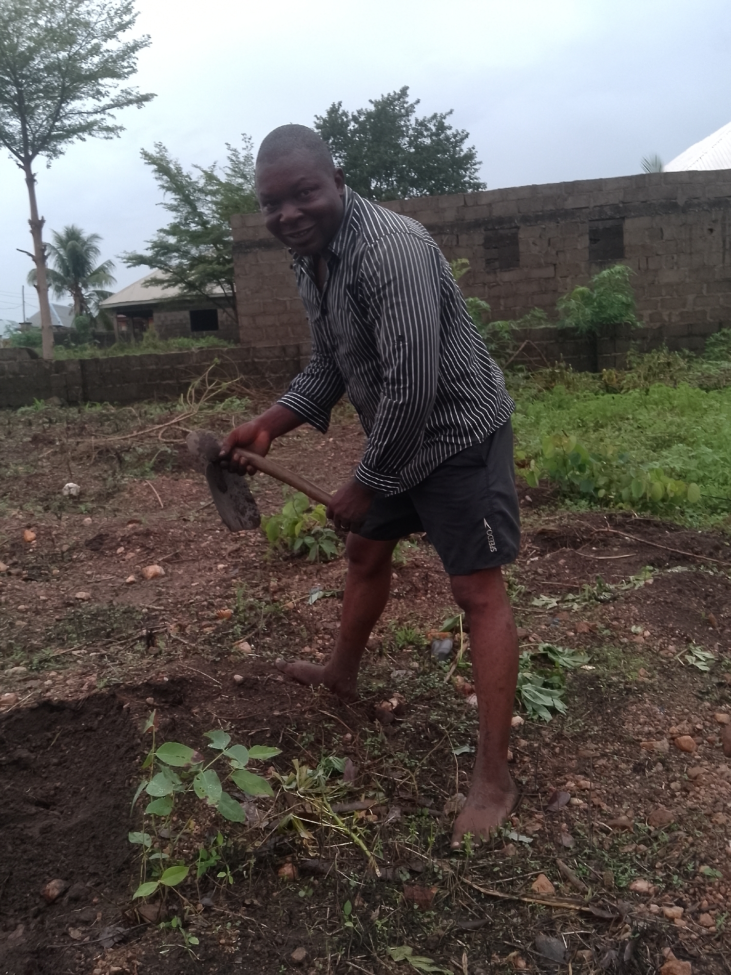 A man is working the soil in a yard. He is barefoot and wearing black shorts and a black and white striped long-sleeved shirt. He holds a hoe in his hands, ready to till the earth. The yard is a mix of soil, small rocks, and weeds. In the background, there is a brick building, a house with a metal roof, and several trees. The location is in an unknown part of the city of Unknown, Unknown.