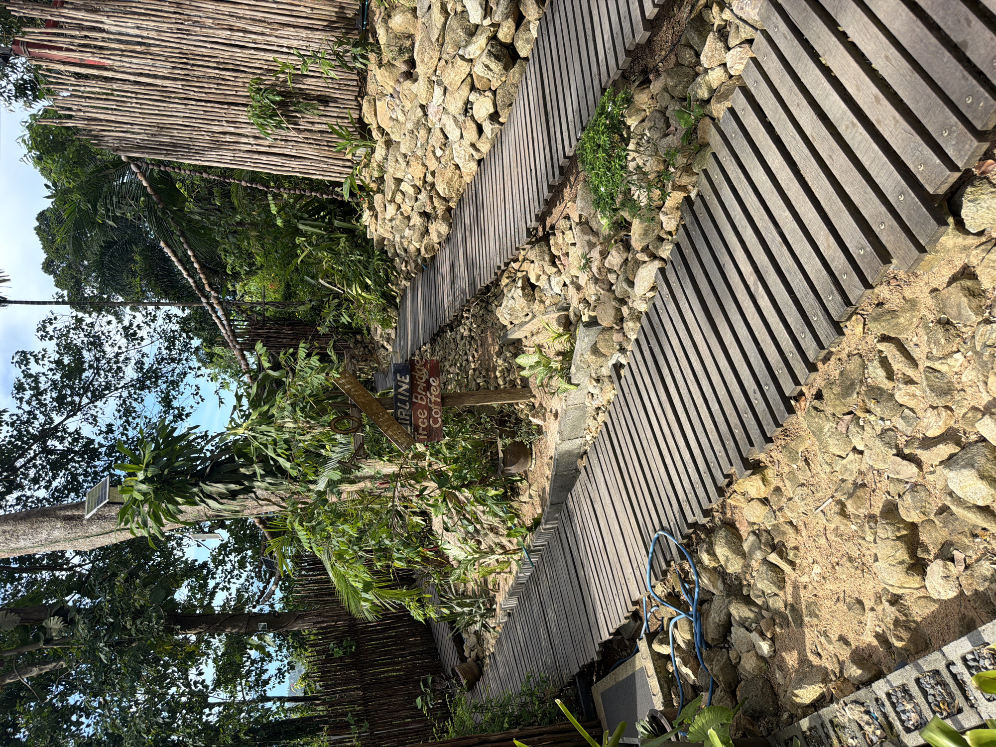 A wooden walkway winds through a tropical landscape. The walkway is constructed of dark wooden planks laid horizontally across a sandy, rocky ground. The path splits into two, with one section veering left and the other to the right, ascending a gentle slope. To the right, a wall of tall, slender bamboo poles stands vertically. A signpost with an arrow points to the right, with the words "AIRLINE Tree Bridge Coffee" inscribed on it. The surroundings are lush and green, with various tropical plants and trees. The sky is a bright, clear blue. In the distance, hints of the ocean can be seen through the foliage. This scene is likely located at a resort or cafe in Ko Samui, Thailand, given the tropical vegetation and the sign indicating amenities like coffee.