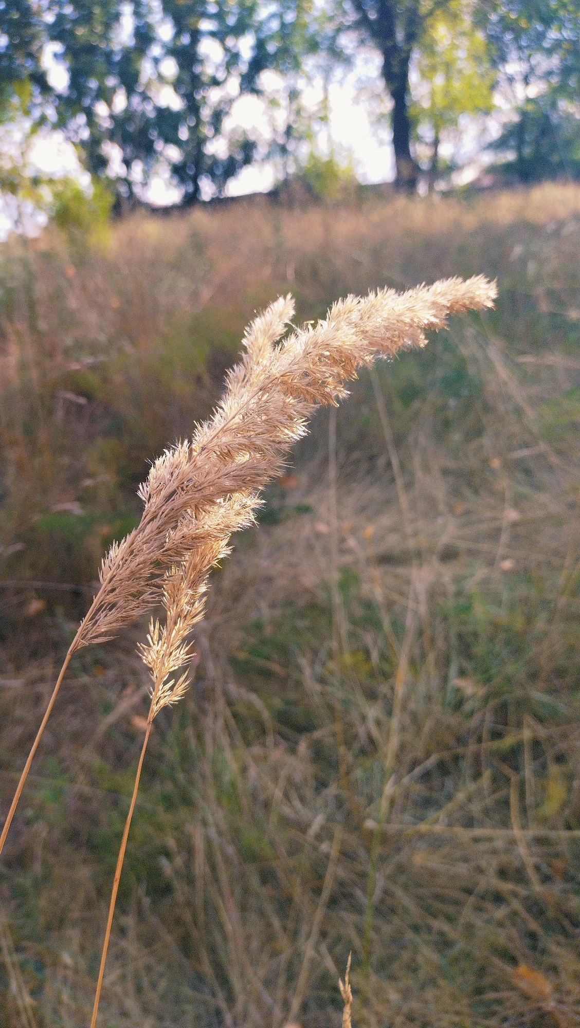 The image is a close-up, vertical shot of dry, golden grass stalks with feathery tops. The stalks are the primary focus, with one main stalk on the left and a smaller one to its right. The background is a soft blur of dried grass and foliage, with hints of green and brown, suggesting a field or meadow. In the upper portion of the image, there's a further bokeh effect of blurred green leaves and white light, indicating trees and sky in the distance. The lighting suggests it is daytime, possibly late afternoon, due to the warm, golden tones and the way light catches the texture of the grass. There are no people or animals visible in the image. The scene appears to be outdoors in a natural, undeveloped area. The specific location in Horishni Plavni, Ukraine is not evident from the visual information alone.