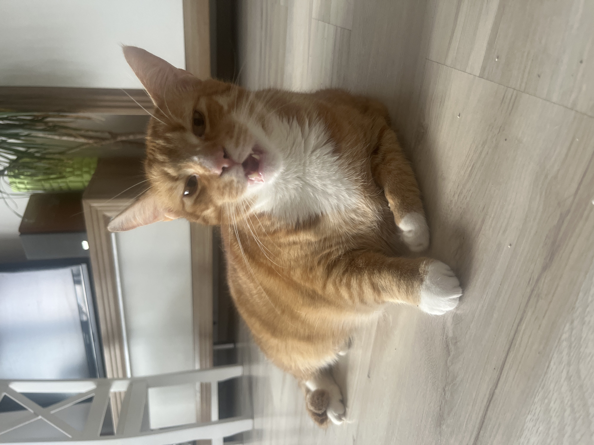 An orange and white tabby cat lies on a light-colored laminate floor. The cat is in the foreground, facing the camera with its mouth slightly open, revealing its teeth. Its paws are tucked underneath its body. In the background, a white chair, a television on a shelf, and a potted plant are visible. The scene appears to be indoors, in a residential setting. The image does not contain information about the city of Zabrze, Poland.