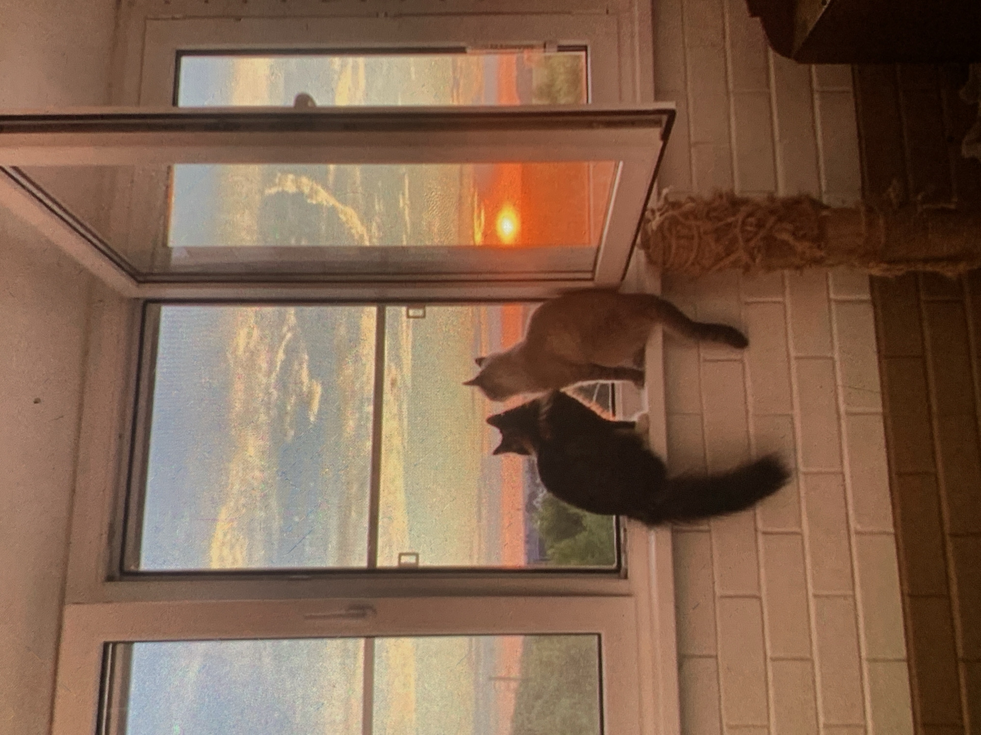Two cats, one black and white and the other light brown, sit on a windowsill in front of an open window, looking out at a sunset over the city of Nizhny Tagil, Russia. The sky is filled with a gradient of orange, pink, and blue hues, with scattered clouds. The buildings of the city are visible in the distance, appearing as a hazy silhouette. The windowsill is made of white brick. To the right of the cats, a scratching post made of rope and wood stands near the window. The overall scene is serene and peaceful, capturing a moment of quiet observation between the two felines and the dramatic beauty of the natural light.