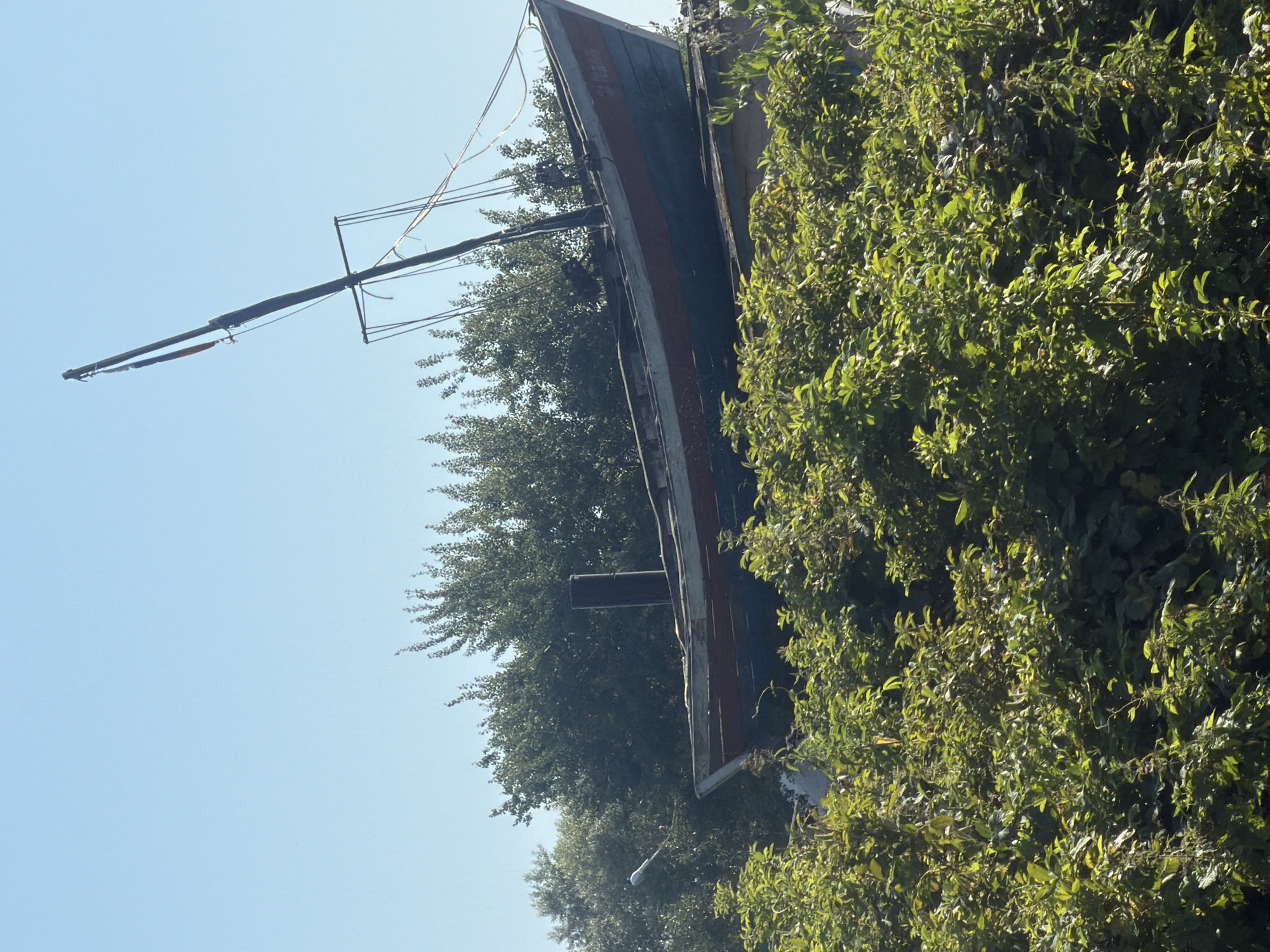 A partially weathered, blue and red wooden boat rests atop dense green foliage against a clear, light blue sky. The boat is tilted, with its mast extending diagonally upwards. A metal smokestack is visible near the center of the boat. The surrounding foliage is lush and appears overgrown. The image is taken from a low angle, looking up at the boat. The location is identified as Vzmorye, Russia.
