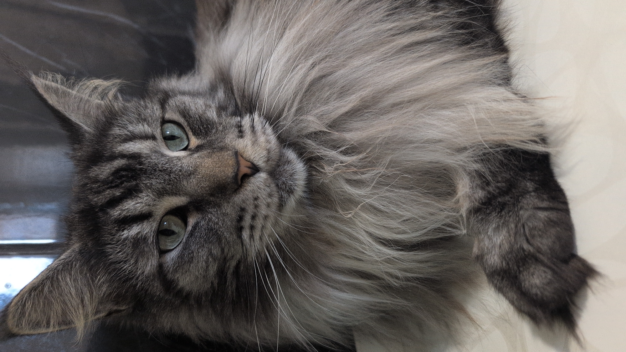 A close-up, head-on shot of a Maine Coon cat with green eyes and a fluffy, grey, striped coat. The cat's left paw is visible in the lower left corner, resting on a white surface. The background is dark and out of focus. There is no information available about the location being in Izmail, Ukraine.
