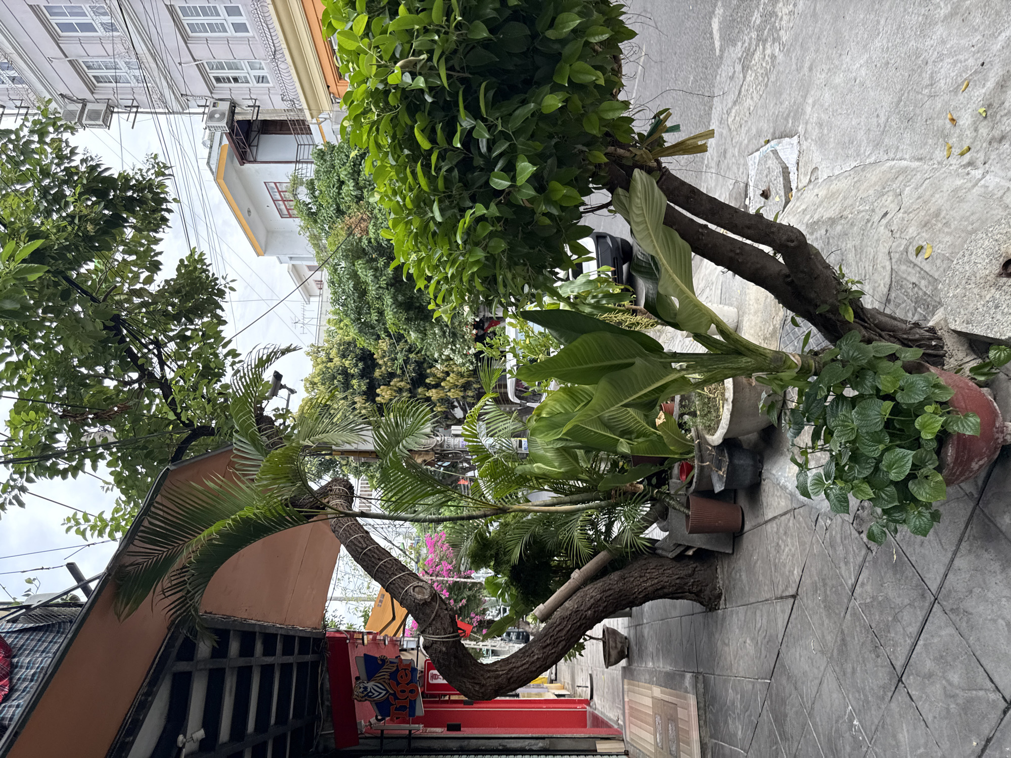 The image depicts a street scene in Nha Trang, Vietnam. A sidewalk lined with potted plants, including palm trees and leafy bushes, runs alongside a building with a red awning. Beyond the plants, a street is visible with parked vehicles and other buildings in the background. The architecture suggests a commercial or residential area. The sky is overcast. There are no people clearly visible in the frame.