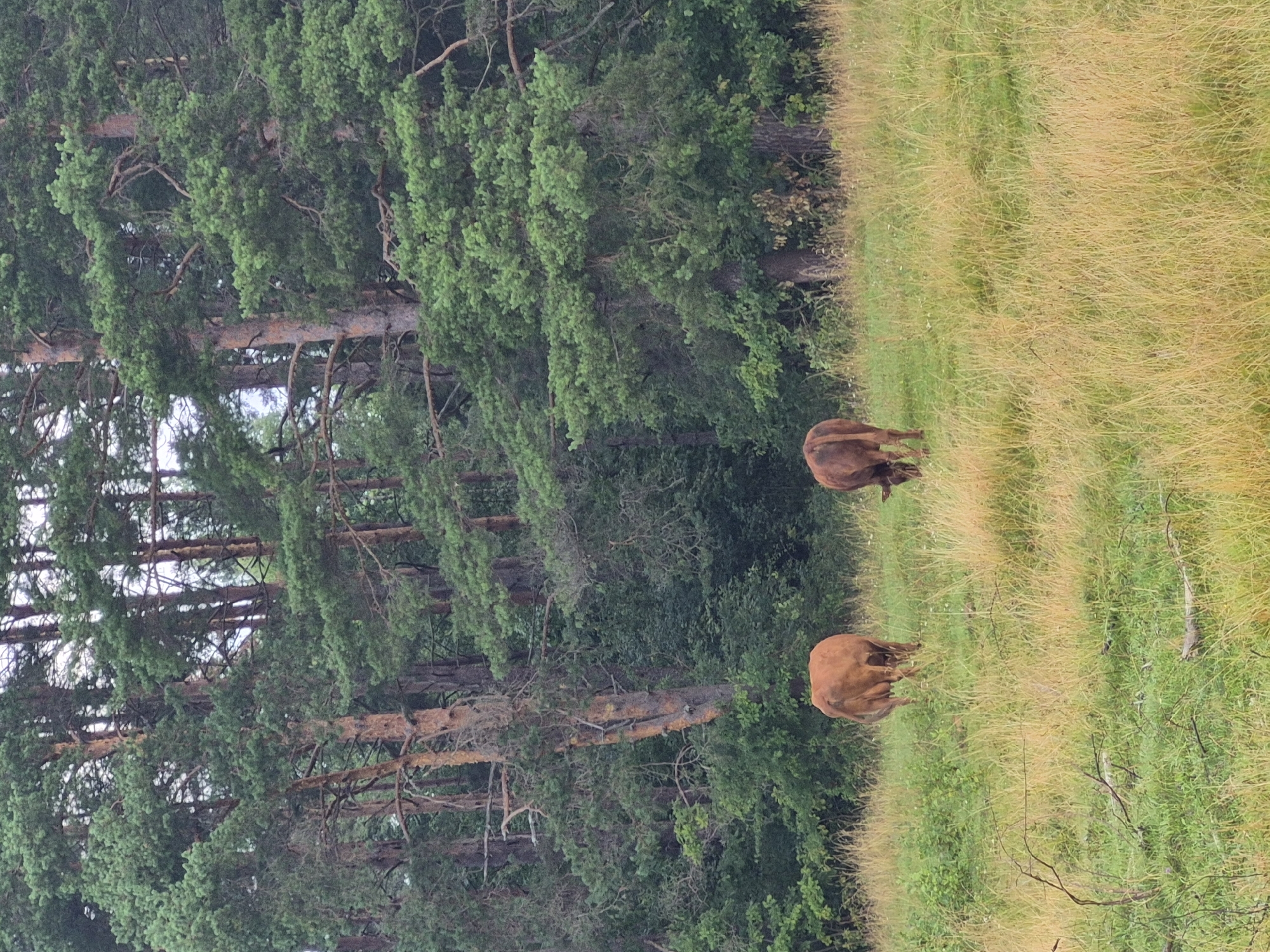 Two brown cows graze in a grassy field with a dense forest of pine trees in the background. The cows are positioned in the lower half of the image, facing away from the viewer. The field is a mix of green and golden grasses. The forest is composed of tall, slender pine trees with green needles. The image appears to be taken on a cloudy day. The location is Tsirgumäe, Estonia.