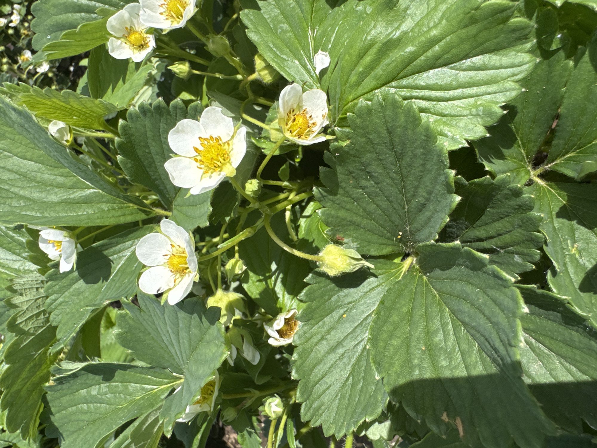 The image depicts a strawberry plant in bloom. Several white flowers with yellow centers are visible among the green, serrated leaves. Some flower buds are also present. The scene is bathed in sunlight. The location in the city of Chaikovsky, Russia is not discernable from the image. No people or interactions are visible.