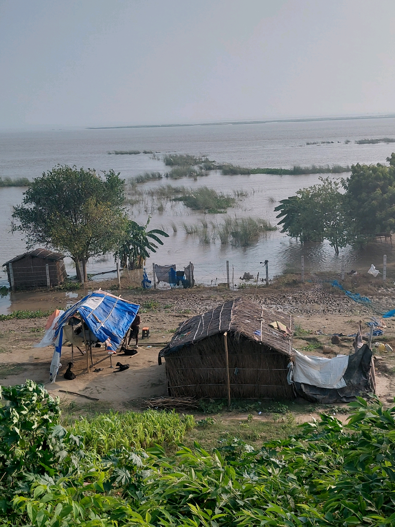 This image depicts a rural scene in the outskirts of Patna, India, likely after or during a flood event. The foreground features dense green foliage. Behind it, a dirt path leads to several makeshift shelters. One shelter in the center foreground is covered with blue and white tarps, supported by wooden poles, with people and animals visible underneath. Another shelter to the right is constructed from thatched materials. In the mid-ground, a small, fenced enclosure contains what appears to be a hut and some scattered debris. Further back, a larger tree stands next to a banana plant, with more of the thatched hut visible behind it. The background is dominated by a large body of water, likely a river or flooded area, with vegetation growing in the water and a distant horizon under a hazy sky. The overall impression is one of a community living in challenging conditions, possibly displaced by water.
