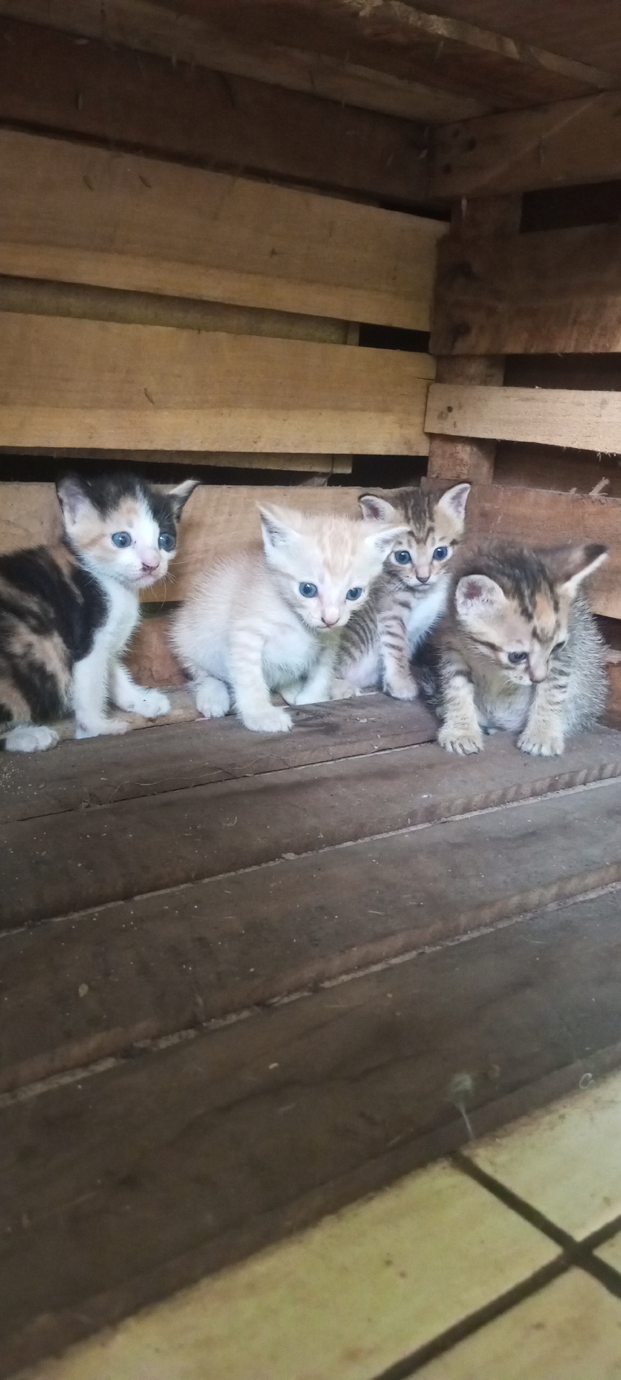 Four kittens are sitting on a wooden surface inside a wooden enclosure. From left to right, the first kitten is calico colored with black, white, and orange patches. It is looking to the left with its blue eyes wide open. The second kitten is a pale orange tabby with white paws and chest. It is looking down with its blue eyes. The third kitten is a grey tabby with darker stripes and white markings on its chest and paws. It is looking forward with its blue eyes. The fourth kitten is a darker grey tabby with brown stripes and white paws. It is looking down with its blue eyes. The enclosure is made of rough wooden planks, and the floor is also made of wooden planks. The background consists of more wooden planks. The image appears to be taken in Lubangbuaya, Indonesia.