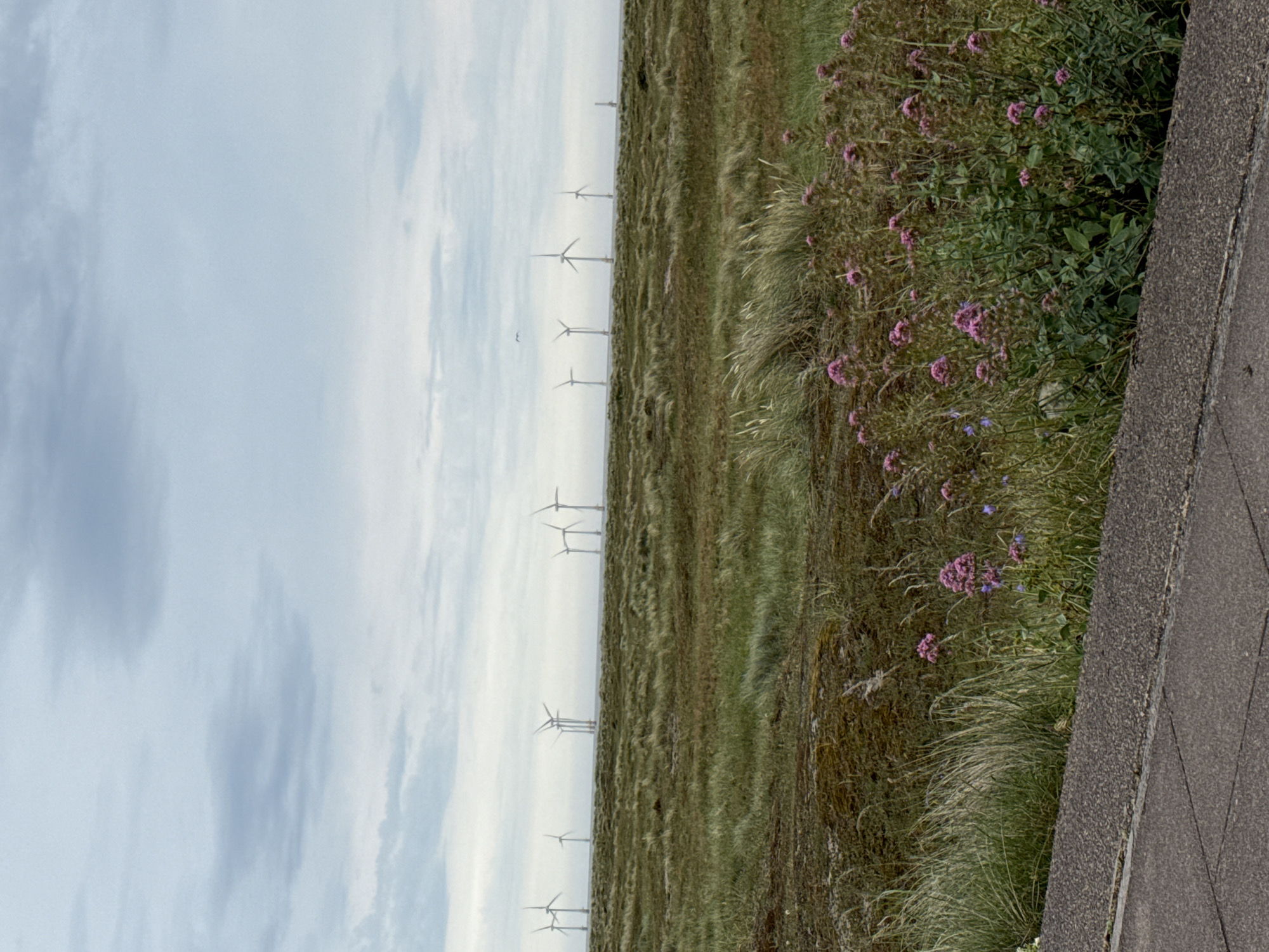 The image depicts a cloudy sky over a coastal landscape at Great Yarmouth, United Kingdom. In the foreground, a textured concrete path runs diagonally across the bottom of the frame, bordered by dense green grass and clumps of small pink flowers. Beyond this, a vast expanse of undulating marshland stretches towards the horizon, covered in dry, wispy grasses and patches of mossy ground. In the distance, a line of wind turbines stands in the sea, silhouetted against the hazy horizon. The overall impression is one of a windswept, natural environment under an overcast sky.