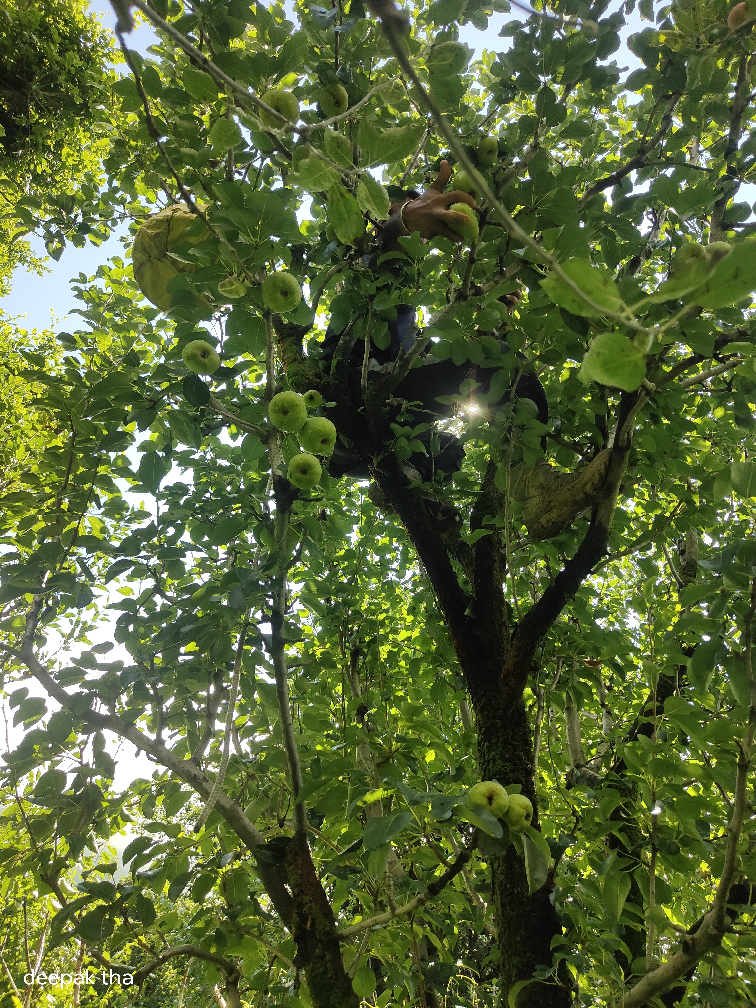 In the city of Vashisht, India, a person is climbing an apple tree, reaching for the fruit. The tree is laden with green apples, some of which have been picked and are in the person's hand. The sun shines through the dense foliage, creating a dappled light effect on the scene. The person's hand is visible, holding an apple and about to pluck it from the branch. The image captures a moment of harvesting apples, surrounded by the lush greenery of the Indian countryside.