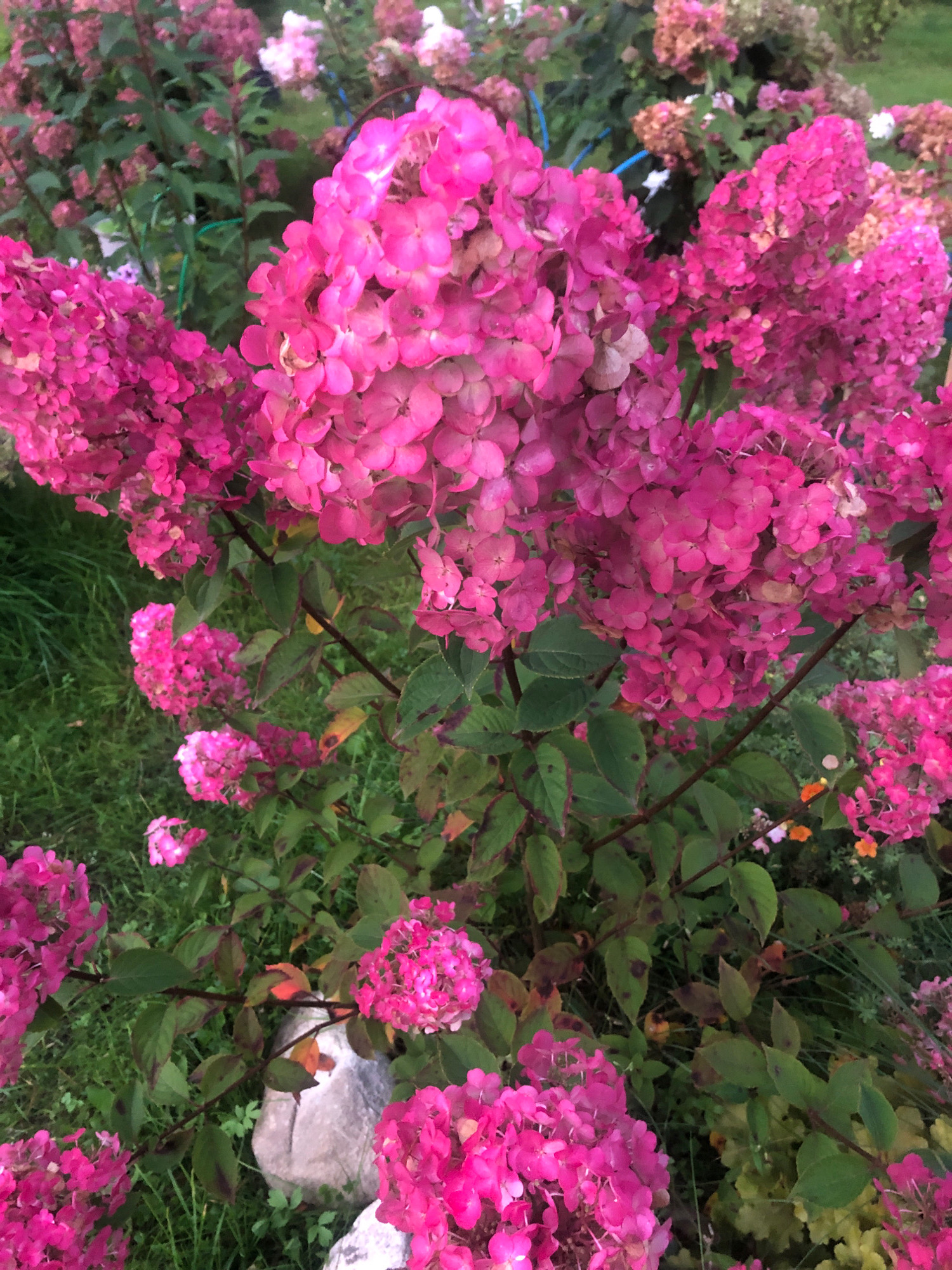 In Arfa, Russia, a close-up shot captures the vibrant pink blooms of a hydrangea bush. The flowers, arranged in conical clusters, display a rich, deep pink hue, with some lighter pink and almost white variations present. Interspersed with the blossoms are dark green leaves, some showing hints of red and brown along their edges, suggesting the transition of seasons. The background is a blur of more hydrangea blossoms in various shades of pink and muted tones, along with lush green grass and foliage. A few rocks are visible amongst the greenery, one larger light gray stone situated near the center of the frame. The overall impression is one of abundant, late-summer or early-autumn floral display. There are no people or animals visible in the image.