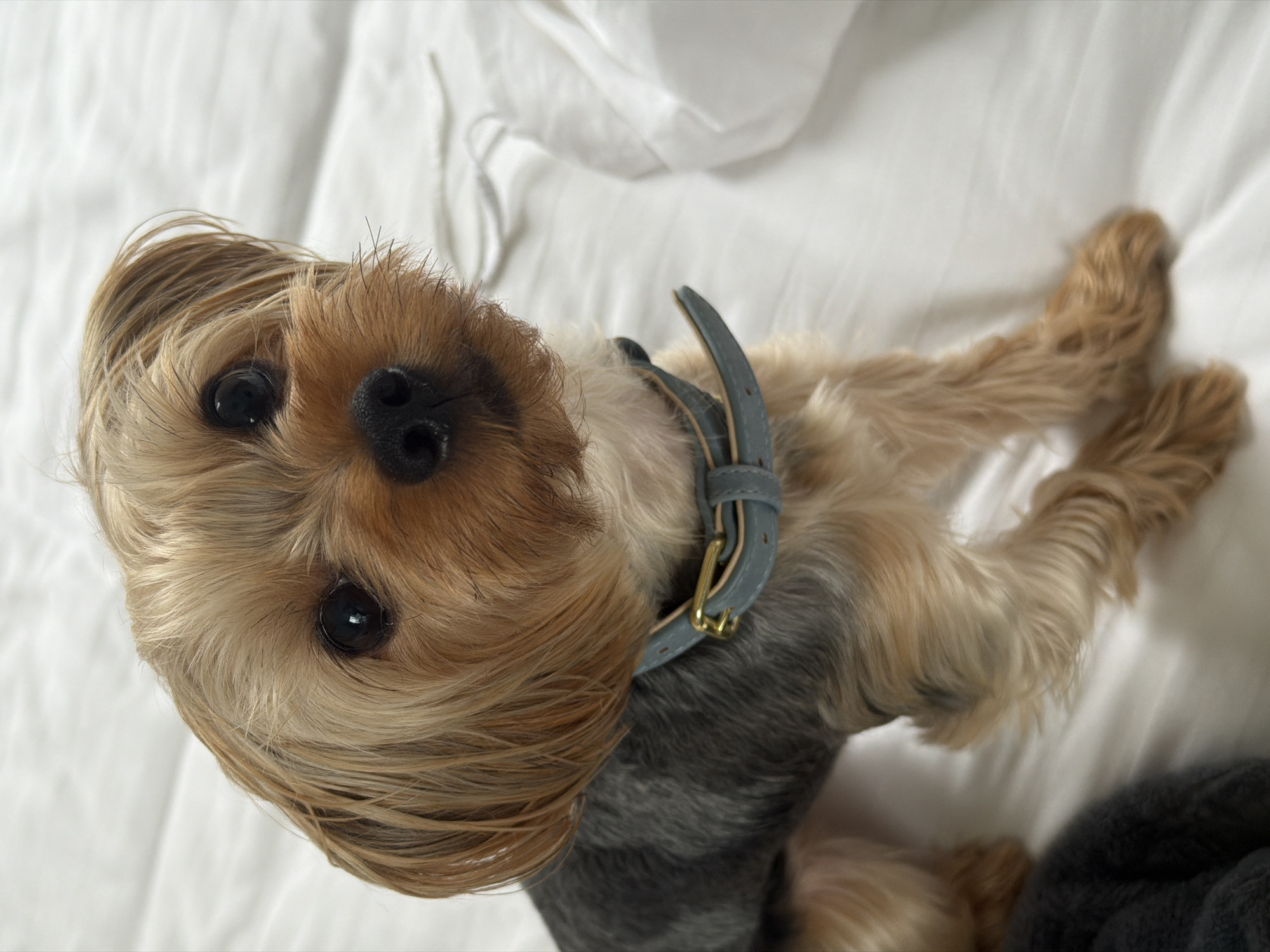 A Yorkshire Terrier dog is sitting on a white sheet, looking up at the camera. The dog has light brown and gray fur and is wearing a light blue collar with gold hardware. The background is a white sheet with some wrinkles and a faint shadow. The image is well-lit and in focus, with the dog's eyes being the primary focal point. There is no indication of the location being in Thep Krasatti, Thailand.