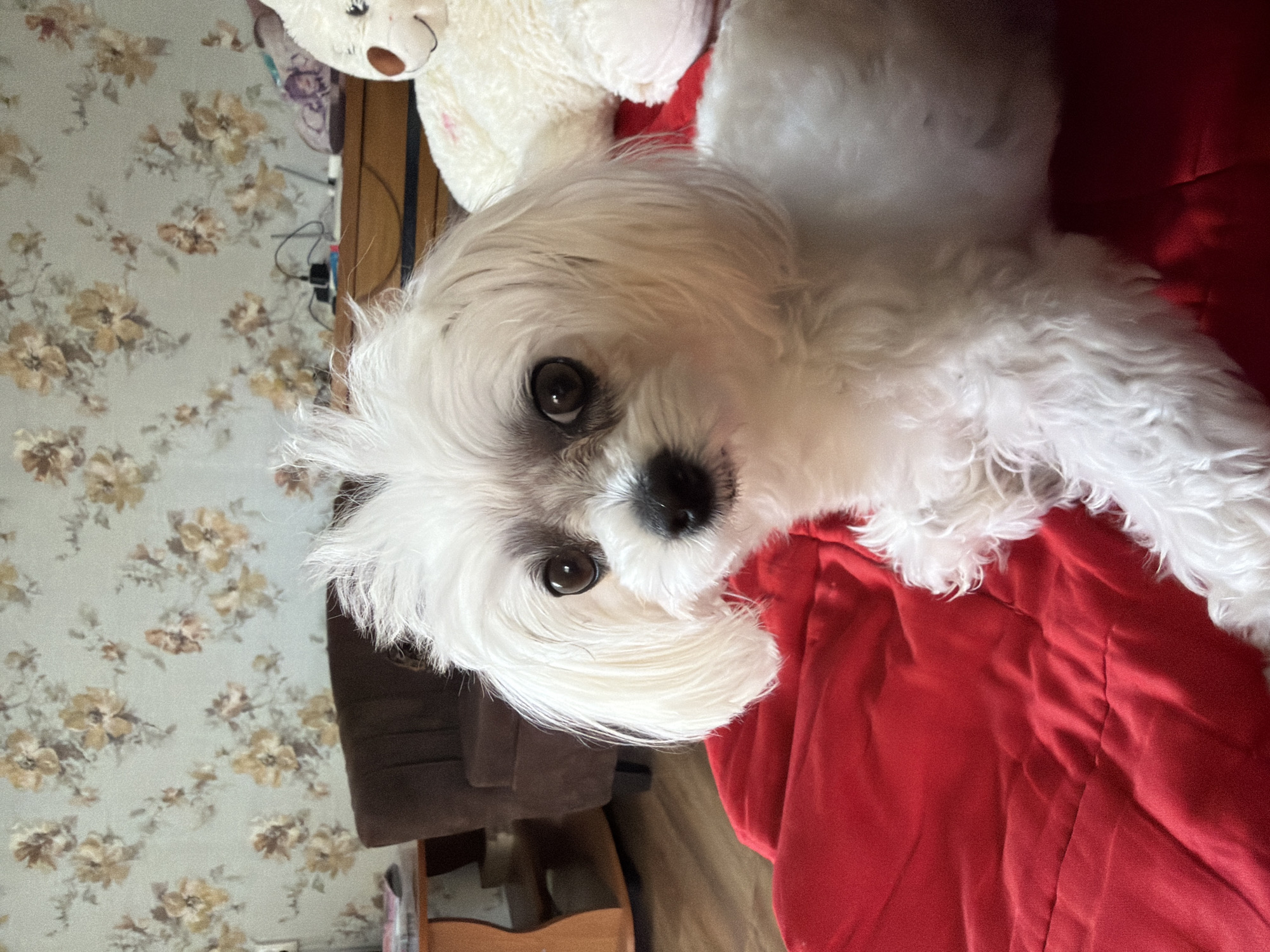 A white Maltese dog is resting on a bright red surface, likely a blanket or bedding. The dog is looking directly at the camera with its dark, soulful eyes. Its fur is fluffy and a bit messy, with a few strands sticking up on its head. In the background, a patterned wallpaper with floral motifs is visible. To the right of the dog, a large, cream-colored stuffed bear can be seen. A glimpse of a brown armchair and a wooden table with what appears to be magazines is visible on the left side of the image. The scene suggests an indoor setting, possibly a bedroom or living room. The city of Partenit, Ukraine, is not identifiable from the visual information in this image.