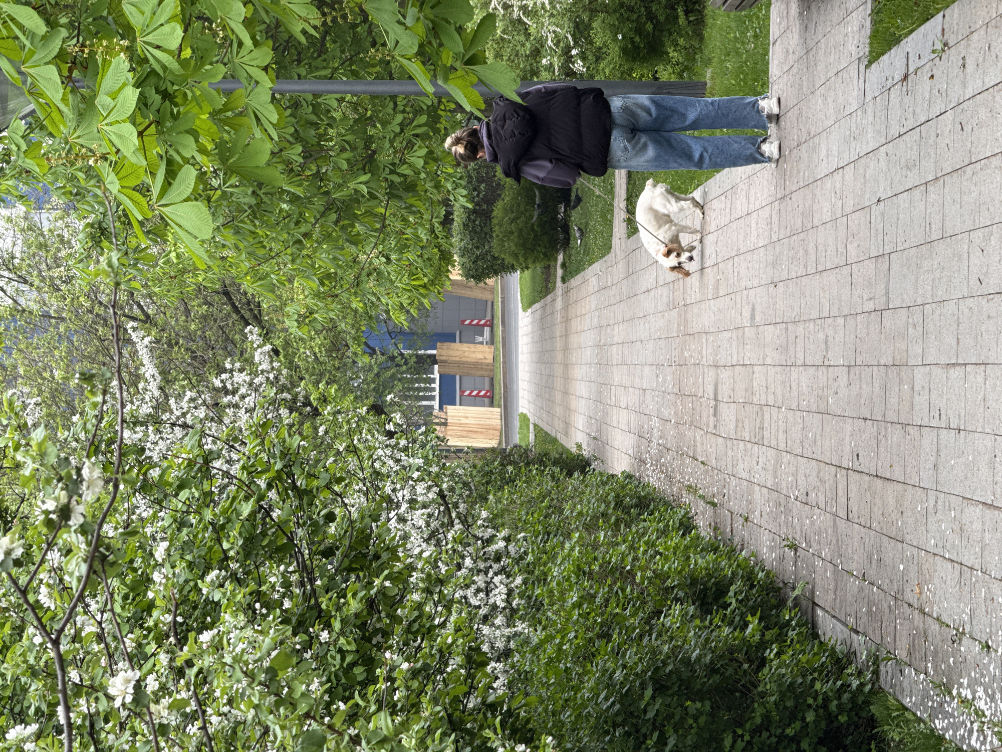 A woman walks a dog on a paved walkway in Moscow, Russia. The woman is wearing blue jeans, a dark jacket, and white sneakers. Her hair is pulled back in a bun. The dog is mostly white with some brown markings on its head. The walkway is lined with greenery and trees, some with white blossoms. Construction is visible in the background. The image is rotated counter-clockwise.