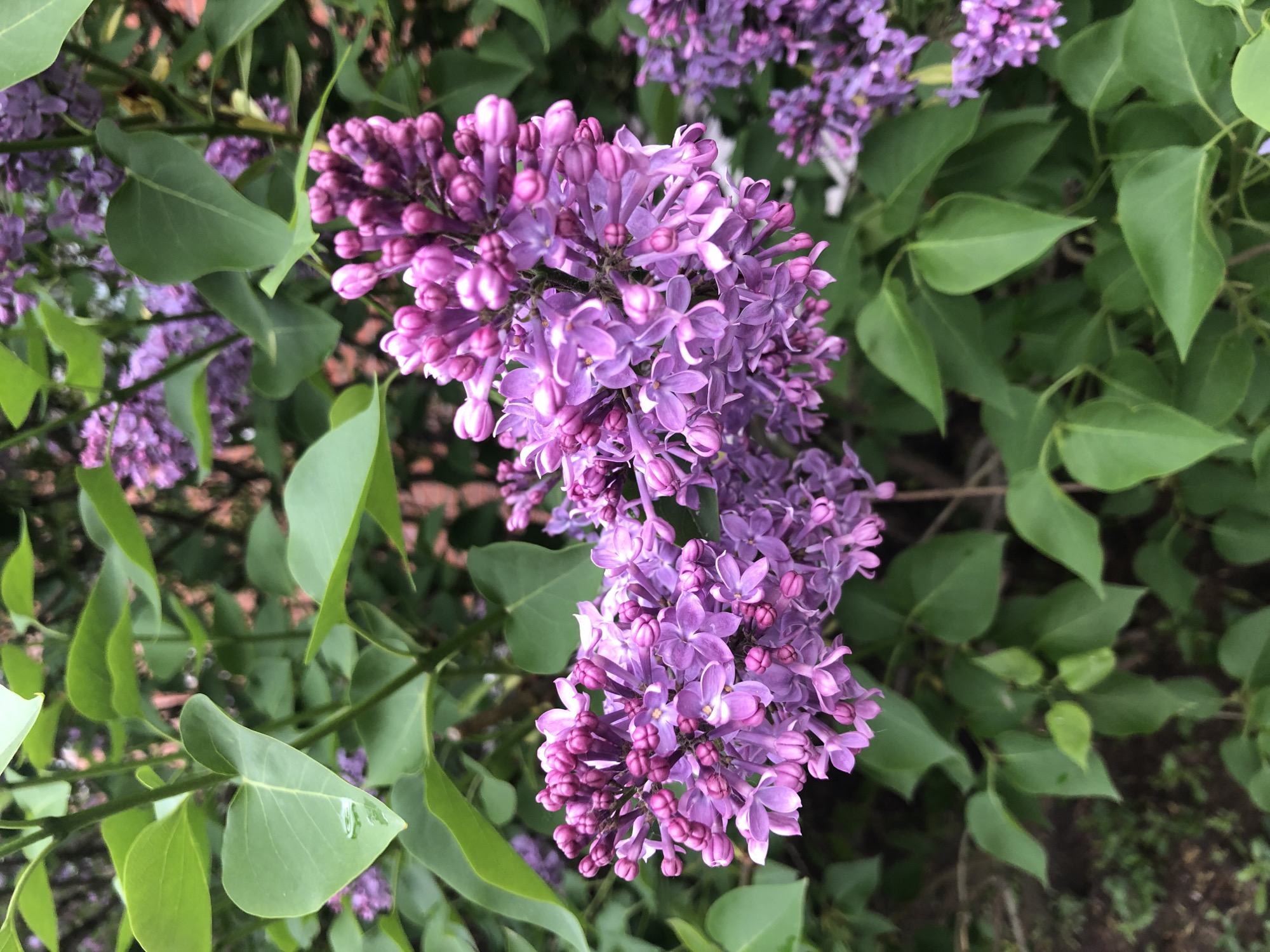 The image shows a close-up of a lilac bush in full bloom. The flowers are a vibrant purple color and are densely packed together in clusters. The leaves of the bush are green and glossy. The location is Unknown, Unknown.
