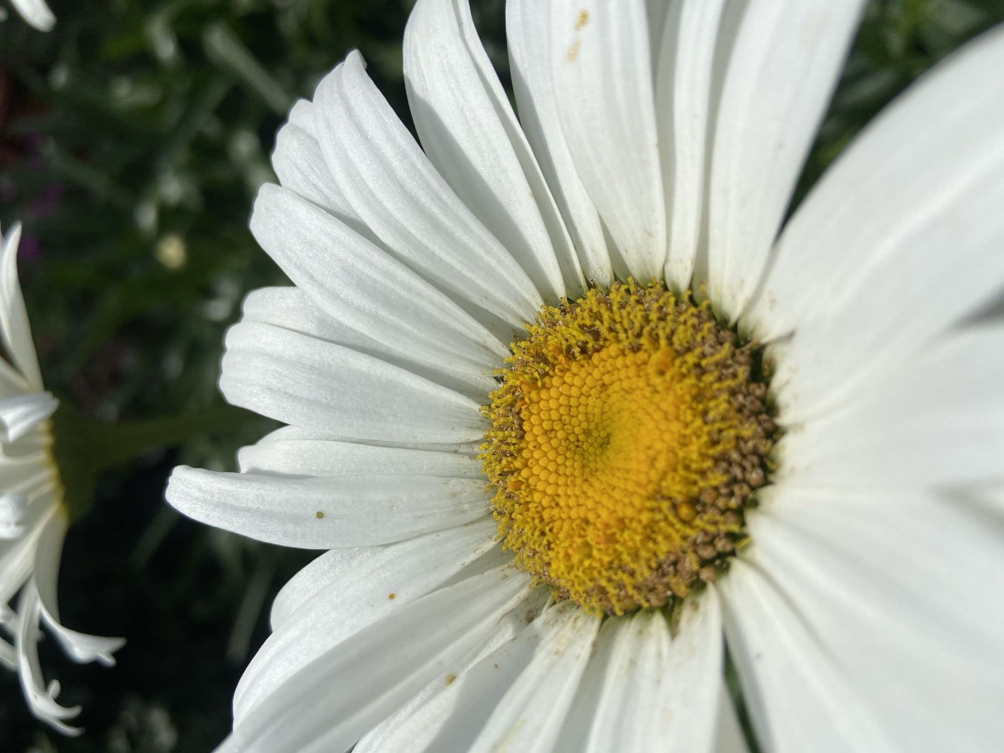 A close-up photograph captures a white daisy flower in partial bloom against a blurred background of greenery. The flower's center is a textured yellow disc, with some brownish-orange spots visible near its edge. The petals are long and slender with distinct ridges, with the edges slightly overlapping. Tiny yellow spots are present on the petals. Another daisy is slightly visible in the lower-left corner. The location is unidentifiable as Budva, Montenegro without further context within the image.