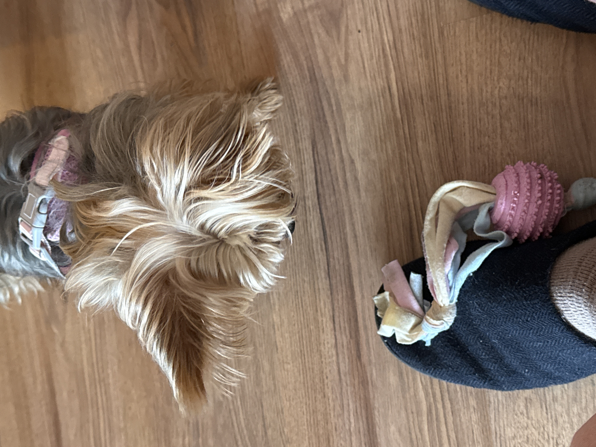 A top-down shot shows the head and shoulders of a small, long-haired dog, likely a Yorkshire Terrier, positioned on a brown, wood-grain floor. The dog's coat is primarily light brown with some grey tones near what appears to be a collar or harness. To the right of the dog, on the same floor, is a foot clad in a black slipper with a pink, textured ball and fabric strips of various colors attached to the slipper's toe area.