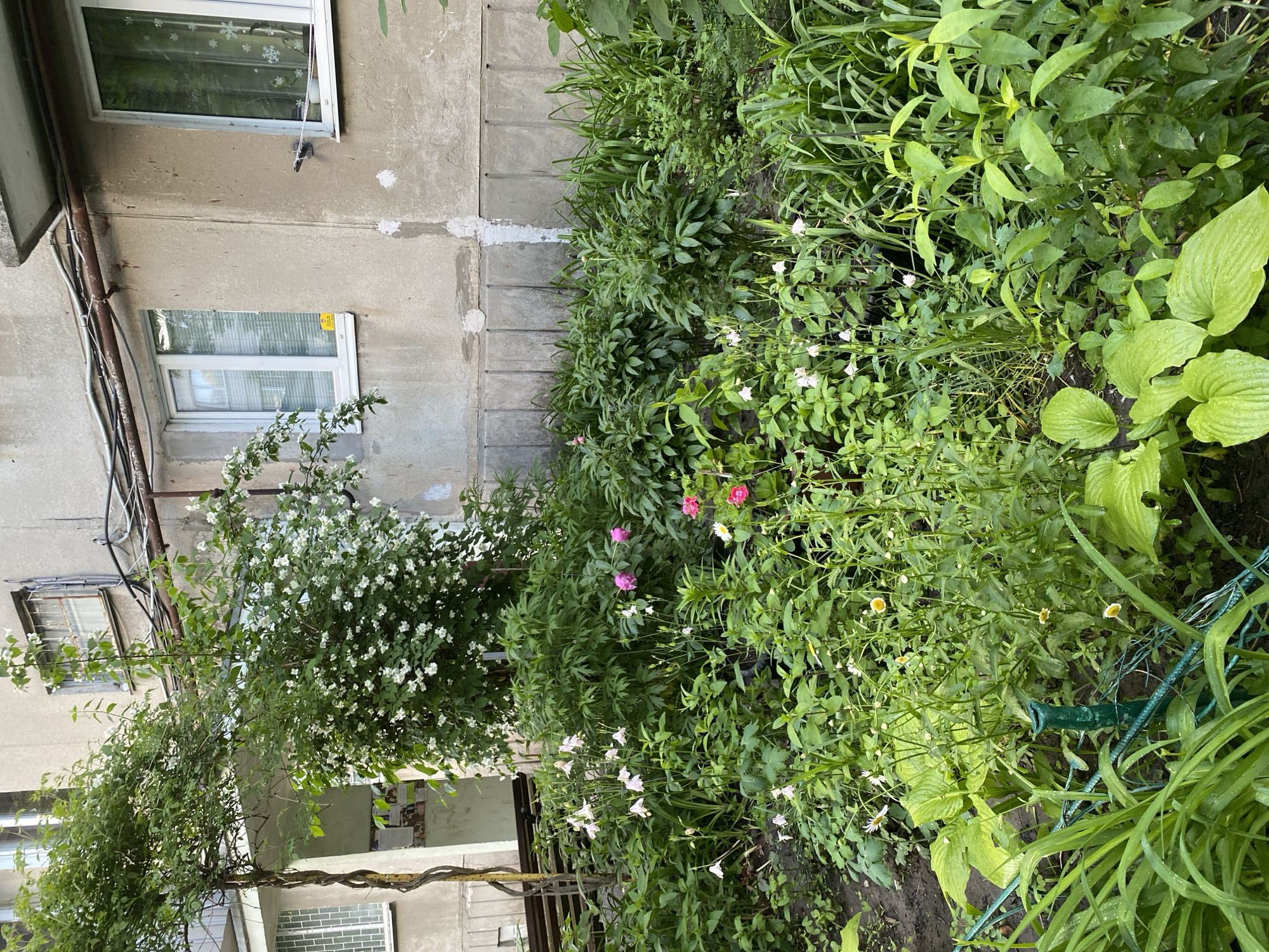 This image presents a vibrant garden flourishing alongside a weathered concrete building in Poltava, Ukraine. The multi-story building features a gray, textured facade with visible repairs and utility pipes running vertically along its left side. Several modern white-framed windows are visible; one upper window is adorned with decorative snowflake decals, while a lower window displays a small yellow sticker that appears to read "МЕТАЛОПЛАСТИКОВІ ВІКНА" (metal-plastic windows).
The garden, densely packed with greenery, occupies the foreground. A prominent feature is a large, white-flowering shrub, likely jasmine or mock orange, located on the left, heavy with numerous small white blossoms. Throughout the garden, a variety of plants are growing, some with small pink, white, and yellow flowers. Notable among the foliage are large-leaved hostas on the right, many with visible water droplets, suggesting a recent rain or watering. Long, grass-like leaves extend towards the right edge of the frame. A twisted wire or vine wraps around a pole near the base of the flowering shrub, and a green metal support structure is partially visible further right.
The scene is captured during the daytime, under natural light. There is no specific activity taking place, rather it is a static snapshot of an urban garden. The image conveys a sense of natural beauty and care thriving alongside older architecture in an urban setting.