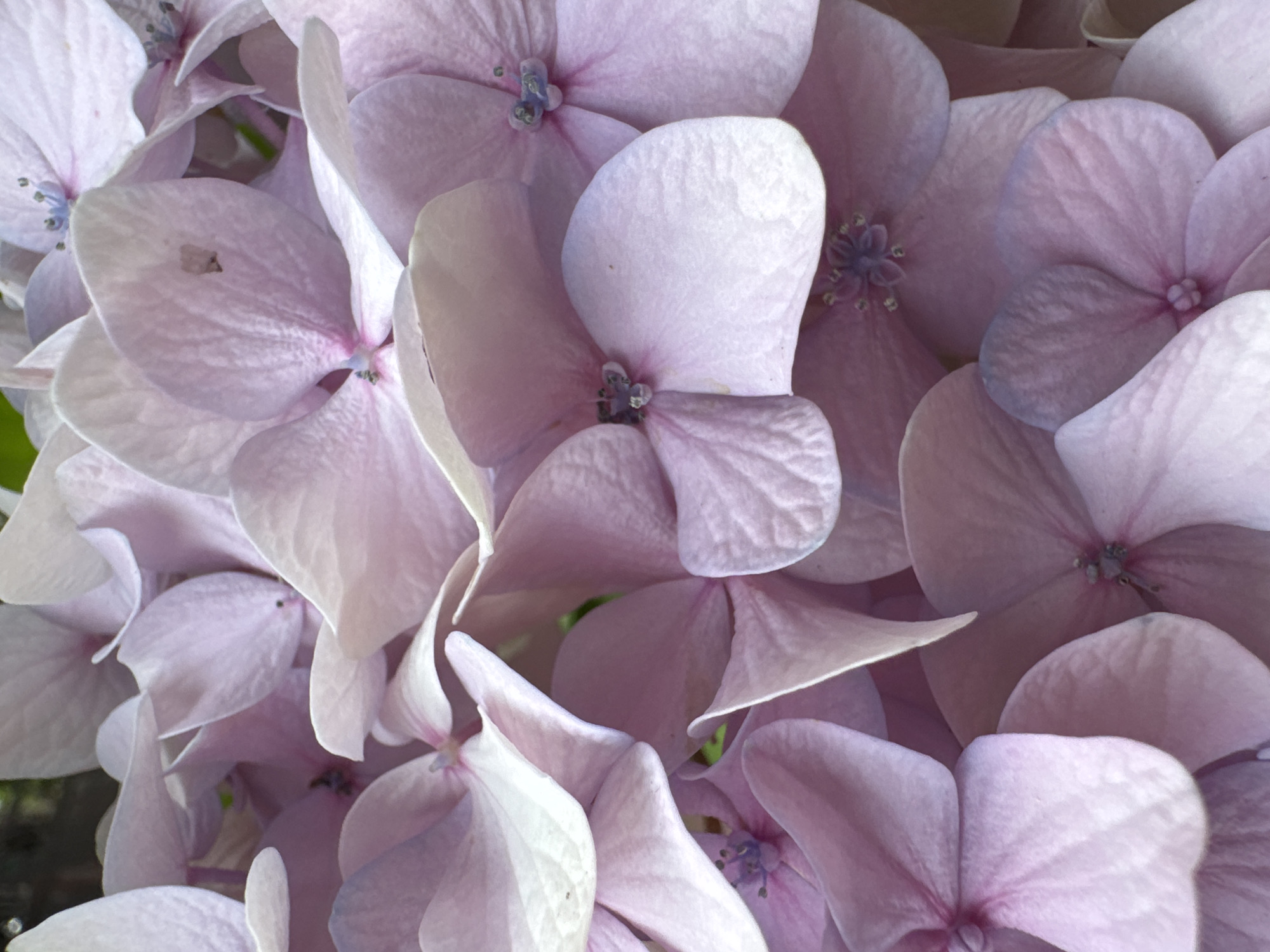 A close-up, overhead shot captures a cluster of delicate, pale pink hydrangea flowers in full bloom. The petals are soft and slightly translucent, with subtle variations in color and texture. Some petals exhibit faint veining, while others are smooth and luminous. The center of each flower reveals small, intricate stamen with a hint of purple. The soft lighting and shallow depth of field create a dreamy, ethereal effect, highlighting the intricate beauty of the blossoms. The background is a blur of soft greens and darker tones, suggesting foliage and shadows. The image is devoid of any human presence or activity. The specific location in Sokhumi, Abkhazia is not visually discernable from the image.