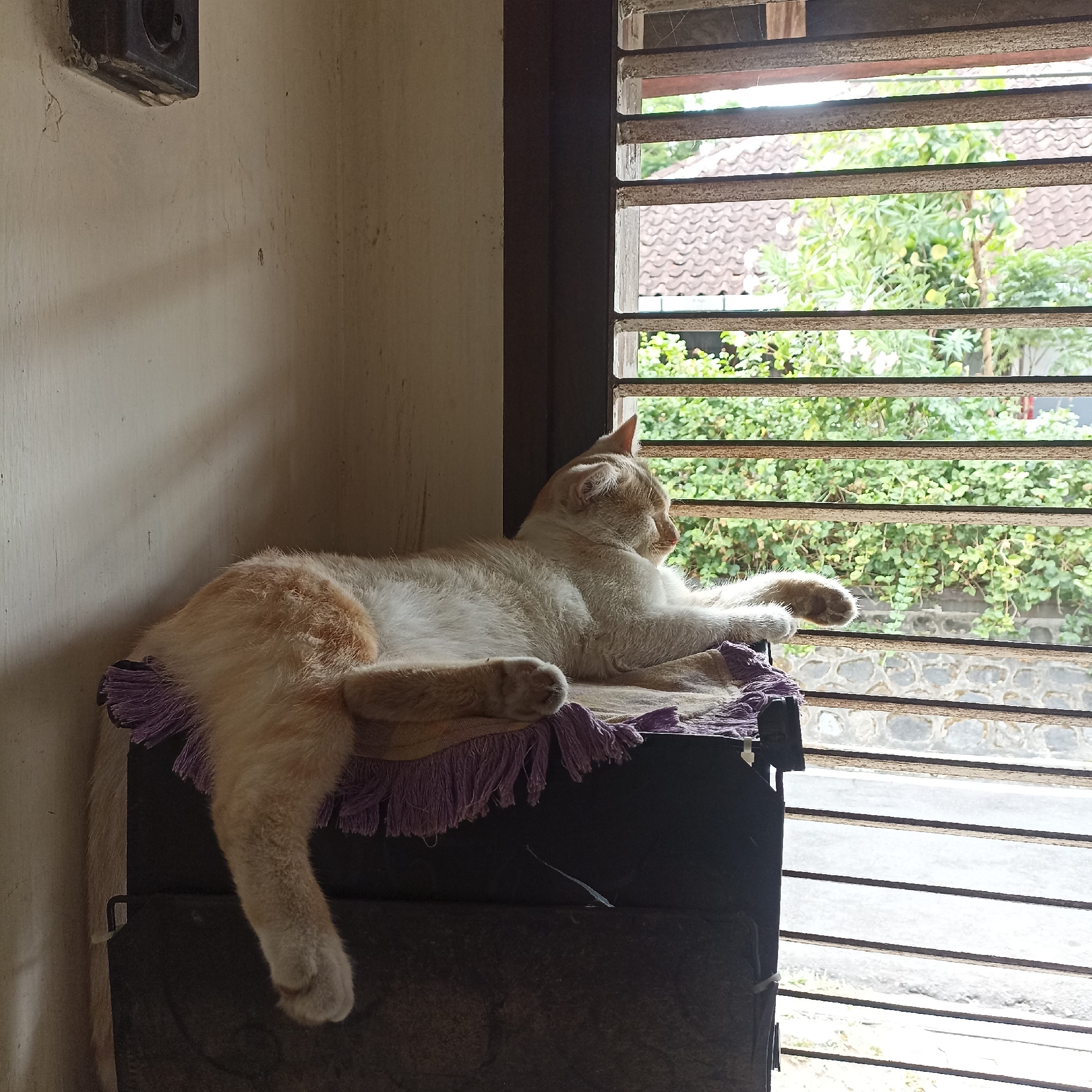 The image depicts an orange and white cat lying on a dark surface covered with a purple-fringed cloth, positioned near a window. The cat is resting with its head turned to the right, looking out through horizontal blinds. Through the blinds, lush green foliage and the tiled roof of a building are visible, suggesting an outdoor environment. The interior wall to the left of the cat is painted a light color and shows some signs of wear and tear. An electrical outlet is mounted on the upper left portion of the wall. The scene appears to be a domestic setting, likely in Magelang, Indonesia, given the architectural style of the roof and the general environment. The lighting suggests it is daytime, with sunlight filtering through the window.