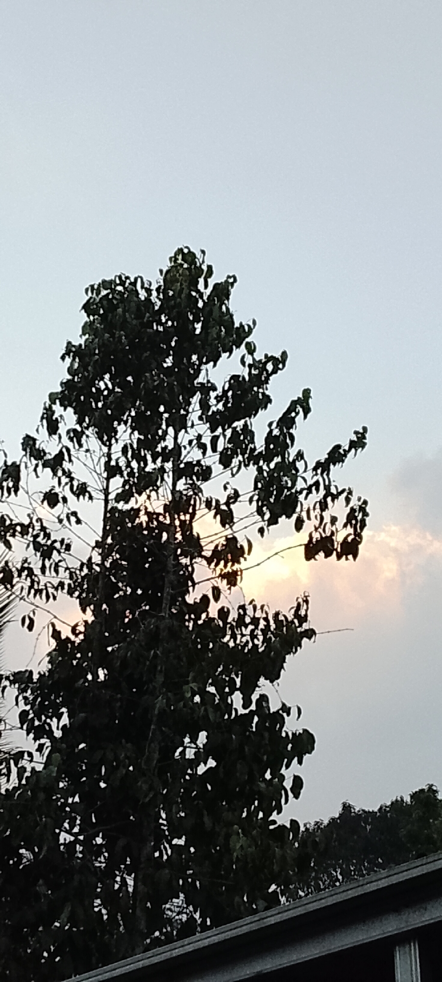 A dense, dark green leafy tree dominates the center of the frame against a light gray sky. The tree is silhouetted, with the setting sun creating a bright, hazy glow visible through some of its branches and leaves in the middle right portion of the image. The glow is soft orange and yellow. At the bottom of the image, a dark, sloped structure, possibly a roofline or awning, runs across the frame, obscuring the lower part of the tree. The background consists of a pale, overcast sky with a hint of clouds on the right side, illuminated by the setting sun. The overall impression is a tranquil, natural scene at dusk, possibly in Padang Dalom, Indonesia, given the context. There are no people visible in the image.