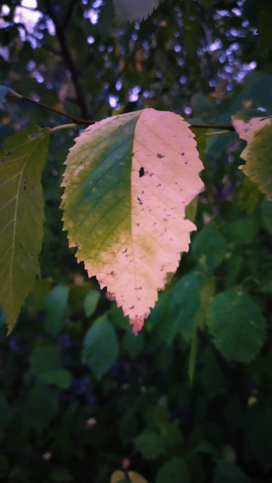A close-up, vertical shot shows a single leaf with a distinct color split. The left half of the leaf is a vibrant green, while the right half transitions into a pale pinkish-yellow, appearing to be undergoing senescence or a similar natural process. The leaf has a serrated edge and a few small imperfections, including a small tear or hole near the center. It hangs from a branch against a blurred background of green foliage and out-of-focus purple and white lights, likely from distant streetlights or ambient illumination in the city of Horishni Plavni, Ukraine. The overall lighting suggests it is either dusk or a dimly lit environment.