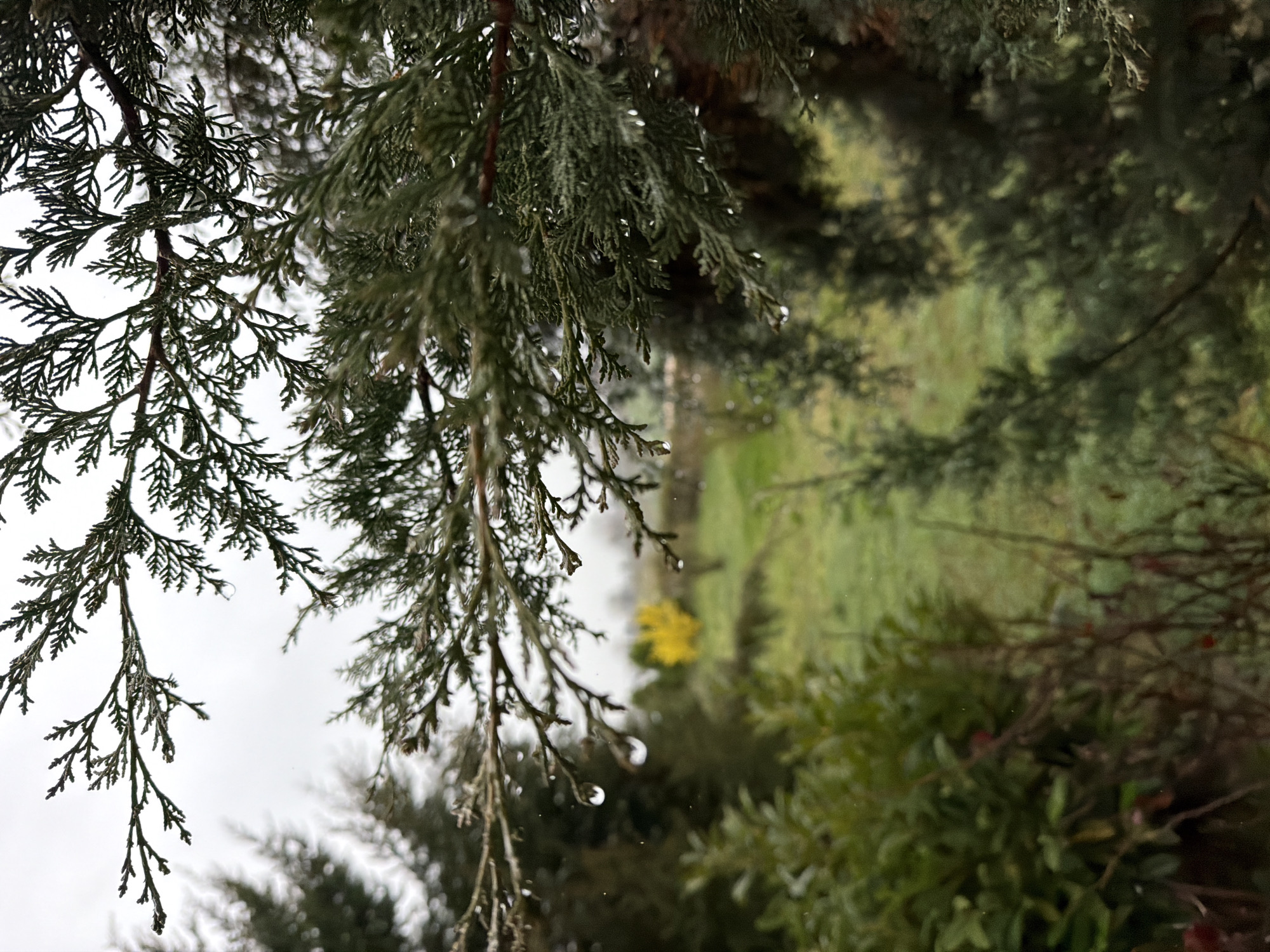 A close-up shot of pine tree branches, wet from rain, hanging over a view into a garden of greenery in Parvenets, Bulgaria. The focus is on the branches, with water droplets clinging to the needles. Beyond the branches, a patch of green lawn is visible with other bushes and a single yellow flower. The sky is overcast and gray.