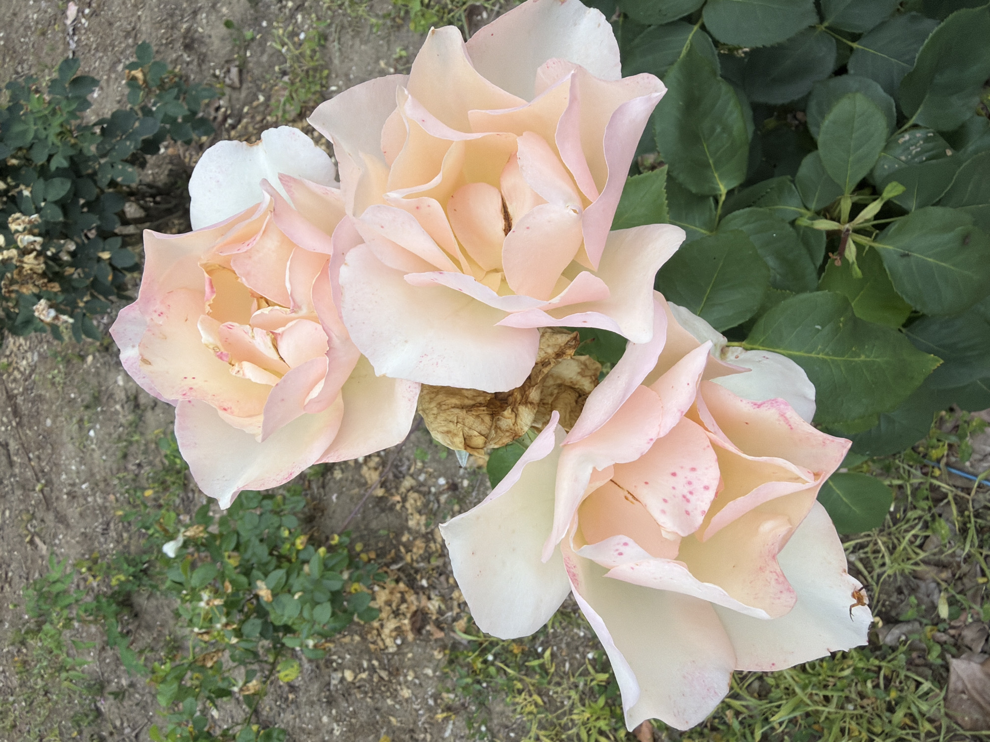 Three light pink and cream roses are in focus in the foreground, with their petals unfurling. The roses have delicate pink speckles on some of their petals. Behind the roses, the ground is covered with dry soil, scattered leaves, and some sparse green vegetation. Further in the background, there is a rose bush with dark green leaves. The scene appears to be an outdoor garden setting in the city of Pazardzhik, Bulgaria. A small spider is visible on one of the rose petals in the lower left corner of the image.