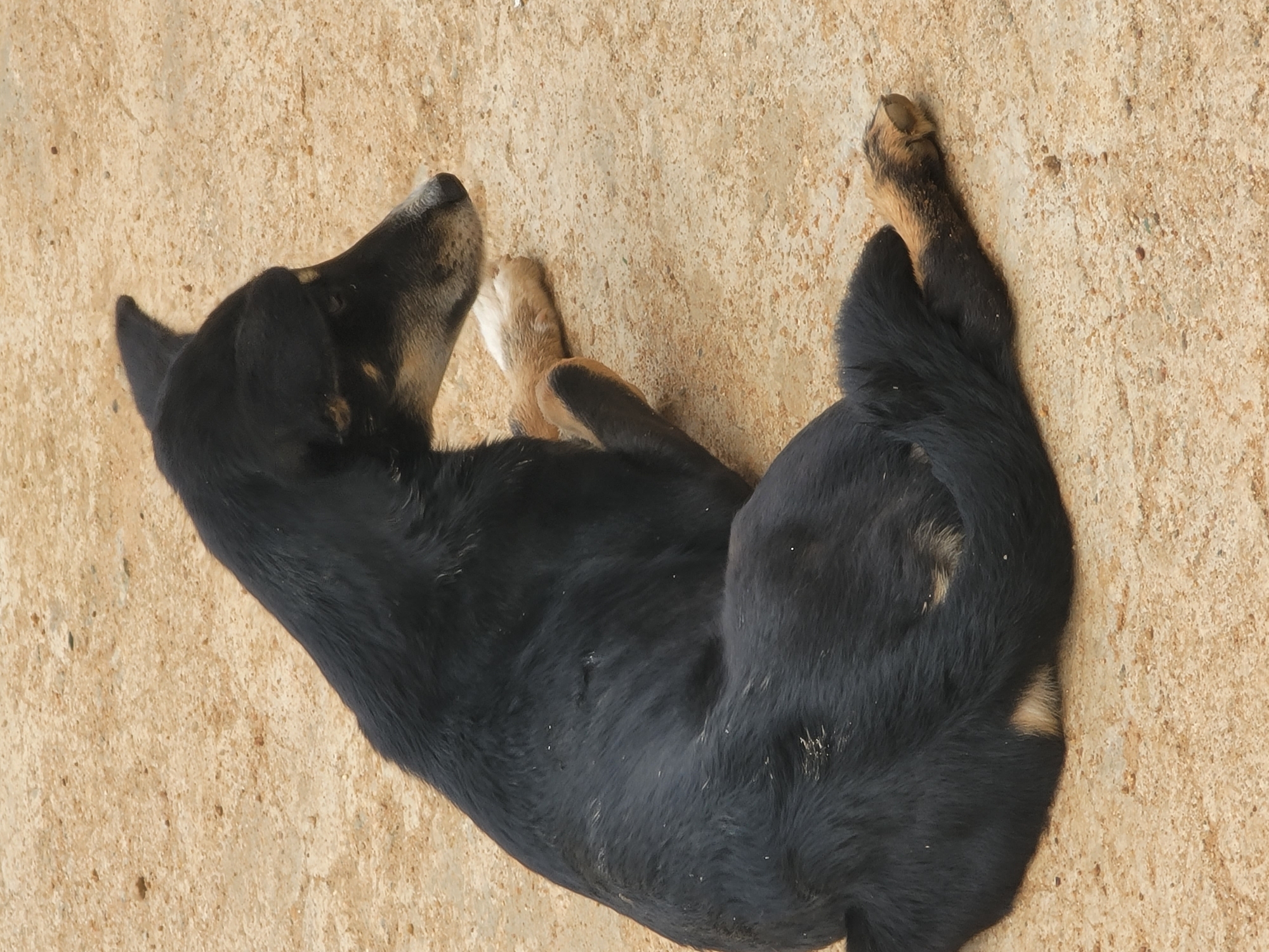 A black dog lies on a beige concrete surface. The dog is curled up on its side, with its head turned towards the left side of the frame. Its paws are visible, with dark brown and tan coloration. The location is Barakin Akawo, Nigeria.