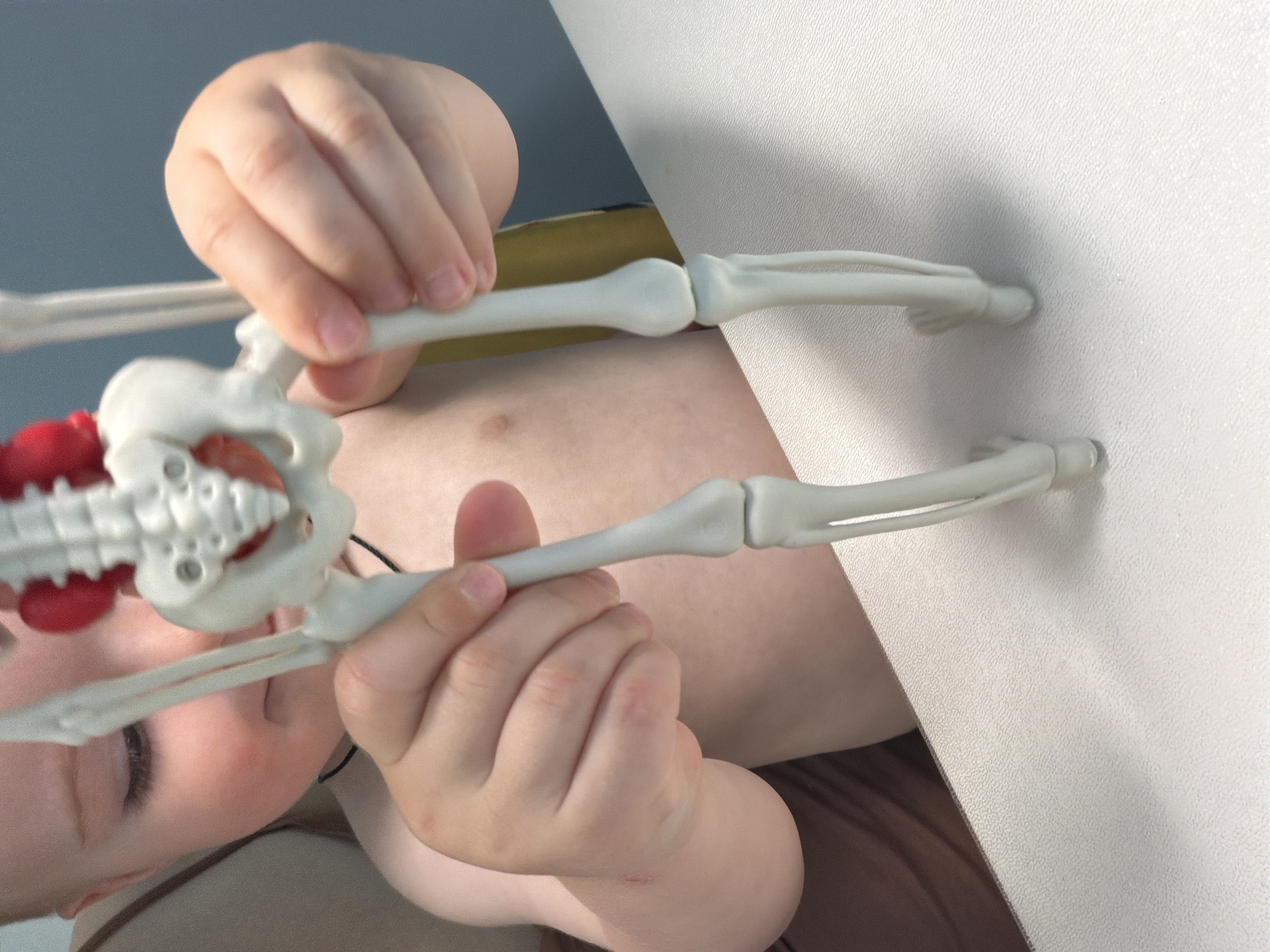 A child's hands hold a toy skeleton. The child's torso is visible. A white surface is visible in the background. The location is not identified.