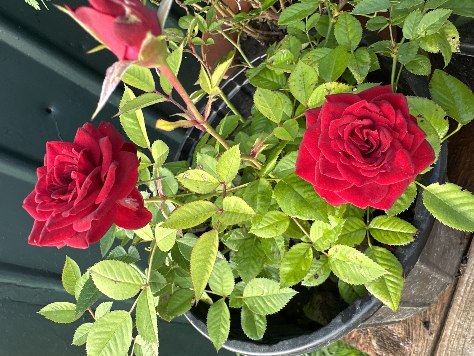 This is a close-up, eye-level, outdoor, natural light photograph of red roses in a black plastic pot. The pot is situated on a wooden surface, possibly a deck or table. The background consists of a dark green, corrugated surface, likely a fence or wall, with some shadows and reflections. Two fully bloomed red roses are visible, one in the upper left and another in the lower center. A third red rose bud is partially visible in the upper right. The roses have many layered petals and are surrounded by numerous green leaves, some of which show signs of damage or discoloration. The scene is located in the city of Ульяновск, Russia.
