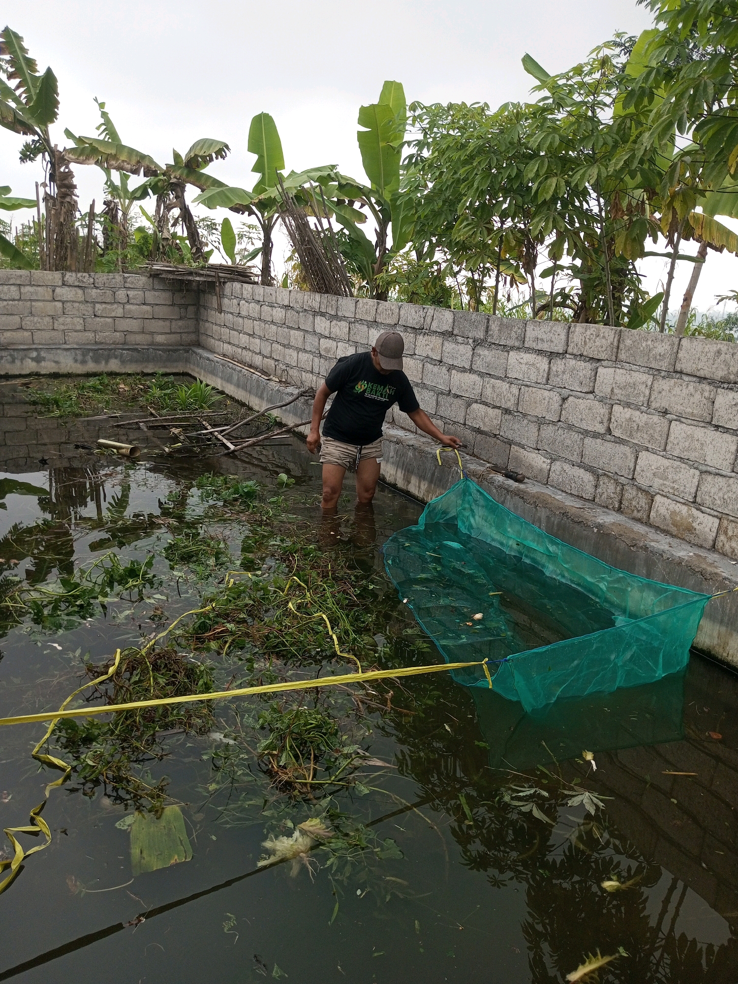 In Krasak, Indonesia, a person stands in a shallow, murky pool surrounded by a cinder block wall. The pool is filled with water and overgrown with aquatic plants and debris. The person is wearing a black t-shirt, khaki shorts, and a baseball cap. They are holding a large, green net, which is partially submerged in the water. The background shows a lush green landscape with banana trees and other vegetation. The sky is overcast.