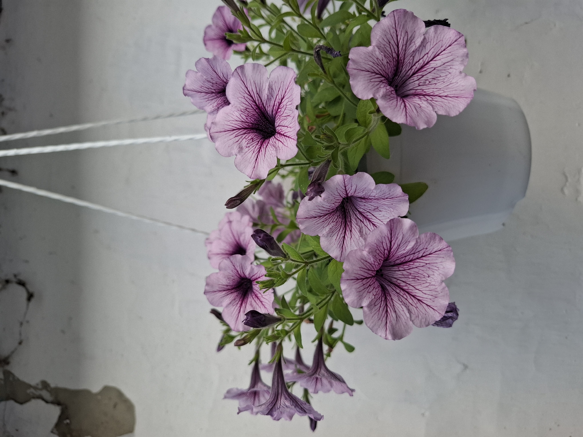 A hanging white pot filled with light purple petunias with dark purple veins is suspended by white cords against a textured, light-colored wall. The flowers are in full bloom, with some buds also visible. The wall appears weathered, with patches of exposed material and irregular markings. The scene is set outdoors, possibly on a building's exterior, and there are no people or animals present.