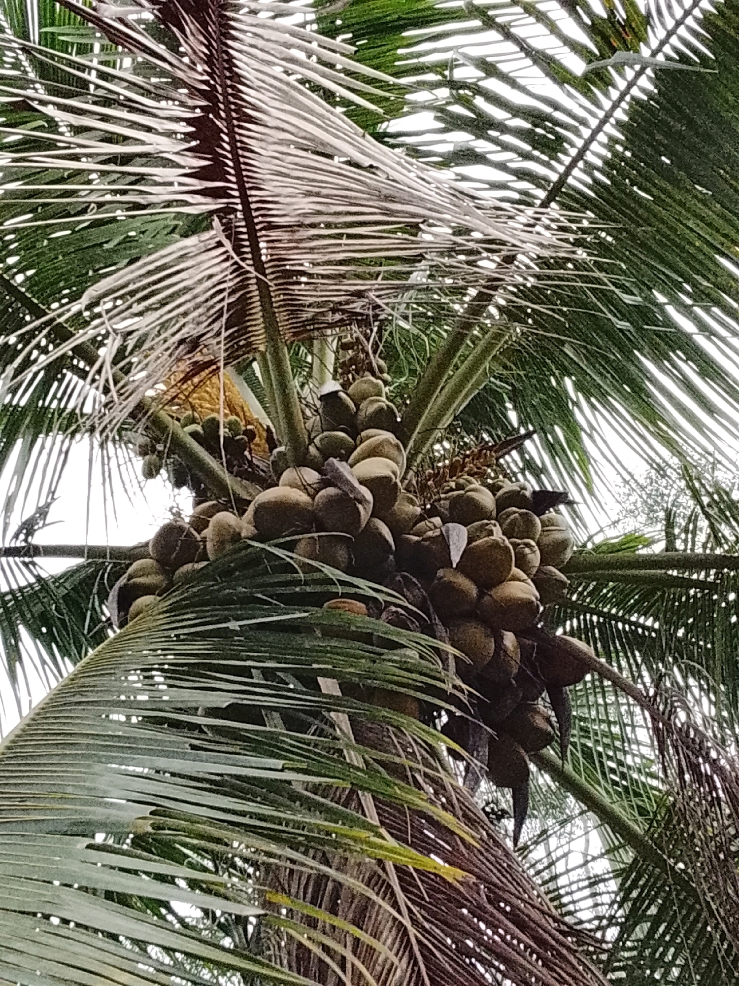 The image shows a close-up, low-angle shot of a coconut tree with a large cluster of coconuts. The coconuts are round and have a brown, textured surface, with some appearing lighter brown and others a darker brown. They are densely packed together, hanging from the tree. The leaves of the coconut tree are visible, with some appearing green and lush, while others are dry and brown, with long, thin fronds. The sky is visible in the background, appearing bright and overcast. There are no people or animals clearly visible in the image. The location is specified as Padang Dalom, Indonesia, but this information is not visually verifiable from the image itself. The overall scene depicts a natural environment with a focus on the fruit-bearing coconut palm.