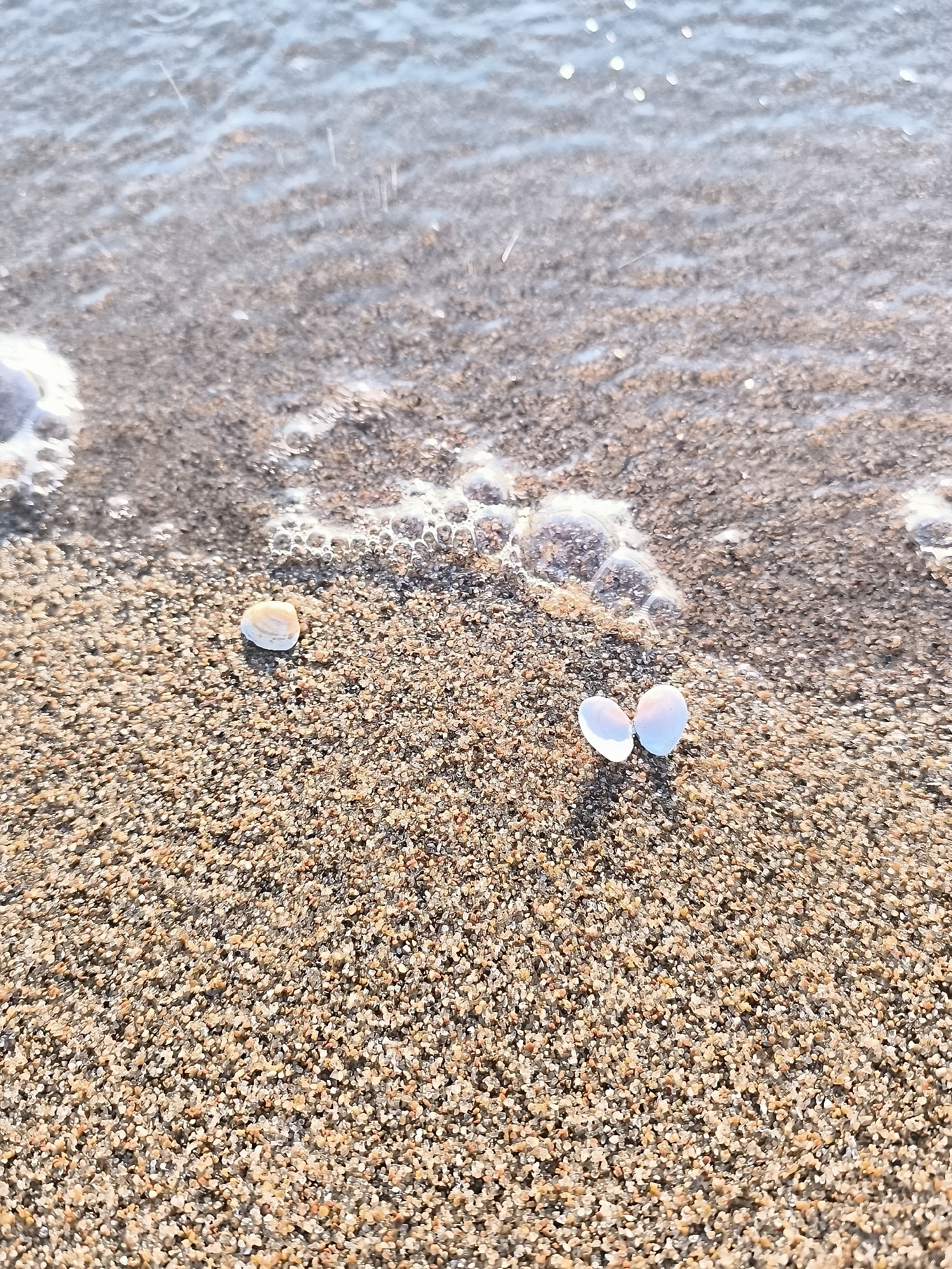A close-up shot captures the serene meeting point of a sandy beach and shallow ocean water. The foreground is filled with fine, granular sand, exhibiting a varied texture and a color palette ranging from light beige and golden-brown to darker, wet speckles.
Towards the middle right of the frame, two small, light-colored bivalve shells are prominently featured, open and arranged to resemble a heart shape. These shells display subtle iridescent hues of pink and blue, catching the light. To the mid-left, a single, intact cream-colored seashell rests on the sand.
The upper section of the image shows the clear, shallow water with gentle ripples and reflections, indicating bright sunlight. Patches of white seafoam and small bubbles are visible where the water recedes and approaches the shore. The bright illumination suggests a sunny day, possibly morning or late afternoon, given the warm glow on the sand and the sparkling effect on the water. The scene is devoid of human activity, focusing on the natural elements. The overall atmosphere is tranquil and peaceful. No text is visible in the image.