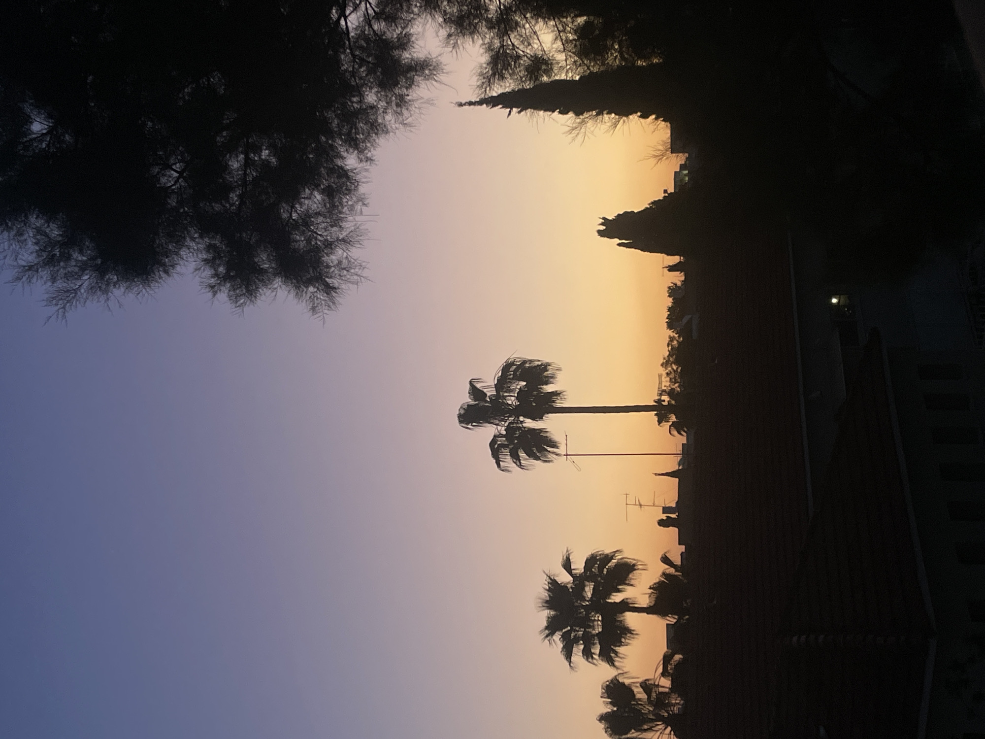 The image displays an urban residential scene in Raanana, Israel, captured during sunset or dusk from an elevated viewpoint. The upper sky presents a deep purple-blue gradient, transitioning to a bright orange-yellow hue along the horizon. Prominently silhouetted against the vibrant sky are multiple palm trees and two distinct conical cypress-like trees. Below the tree line, the dark forms of numerous tiled rooftops, predominantly red, are visible, belonging to residential structures. Above these rooftops, a slender pole and at least one television antenna are discernible. In the lower left quadrant, a building facade with illuminated windows indicates interior lighting. Dense, dark foliage from unidentified trees partially frames the scene from the immediate foreground and the right side. No individuals, animals, or vehicles are present.
