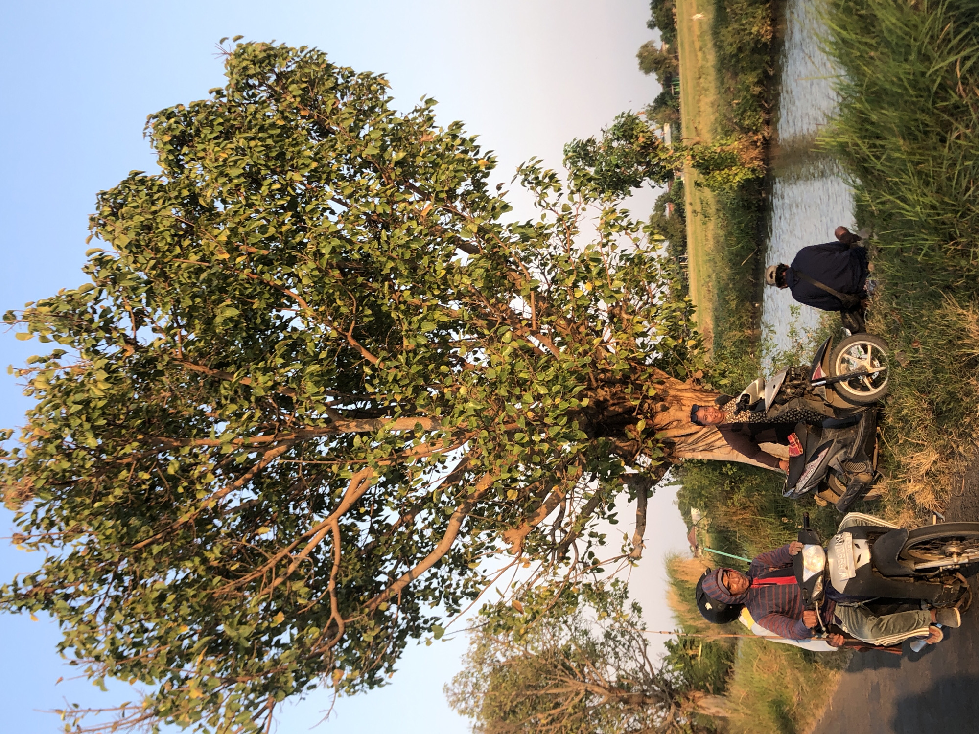 A group of people are gathered near a tree and a body of water in what appears to be a rural setting. In the foreground, a man wearing a hooded jacket and a red tie is riding a motorcycle with another person behind him. To the right, a woman stands next to a parked motorcycle, and further to the right, a person wearing a dark hoodie is sitting on the grass by the water's edge. The environment includes a paved road, lush green grass, a tree with dense foliage, a canal or river, and a field in the background. The lighting suggests it is either early morning or late afternoon, with the sun casting a warm glow. The location is identified as Keboguyang, Indonesia.