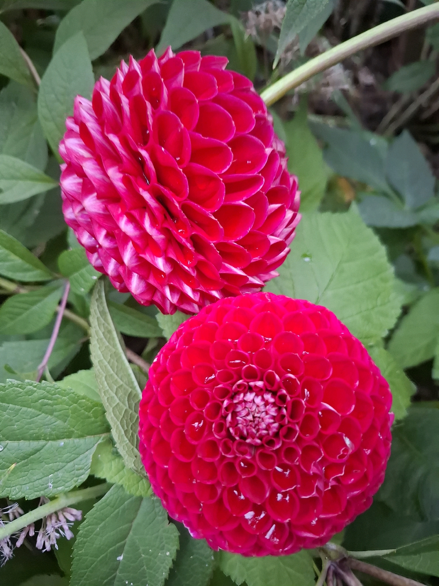 Two bright red, spherical dahlias are in full bloom, set against a backdrop of lush green foliage. The upper dahlia is slightly larger and angled to the left, revealing delicate white edges on some of its petals. The lower dahlia is positioned directly below and to the right, showcasing its intricate, tightly packed petal structure. The leaves are a deep green and appear slightly damp, with visible water droplets on some. The scene suggests an outdoor garden setting in Tyumen, Russia, during a favorable growing season.