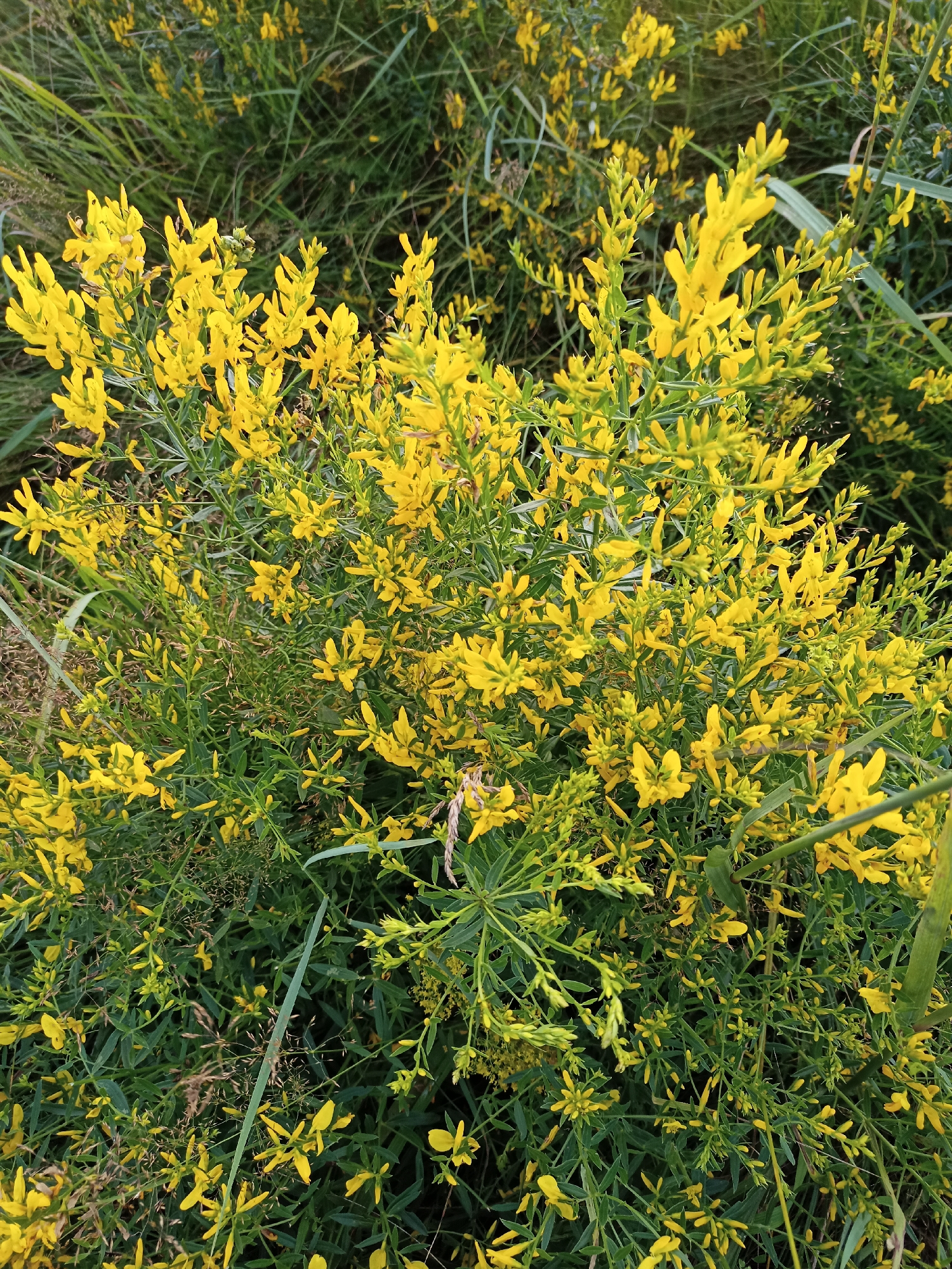 The image shows a dense thicket of yellow flowering plants, likely broom or gorse, interspersed with green foliage and tall grasses. The flowers are small, pea-shaped, and densely clustered on the stems. The scene appears to be an outdoor natural environment. There is no indication of human presence, urban structures, or specific landmarks to pinpoint a location within Стрэшынскі сельскі Савет, Belarus. The lighting suggests it is daytime, possibly overcast or late afternoon, as the light is diffused and there are no harsh shadows. The overall impression is one of wild, overgrown vegetation.