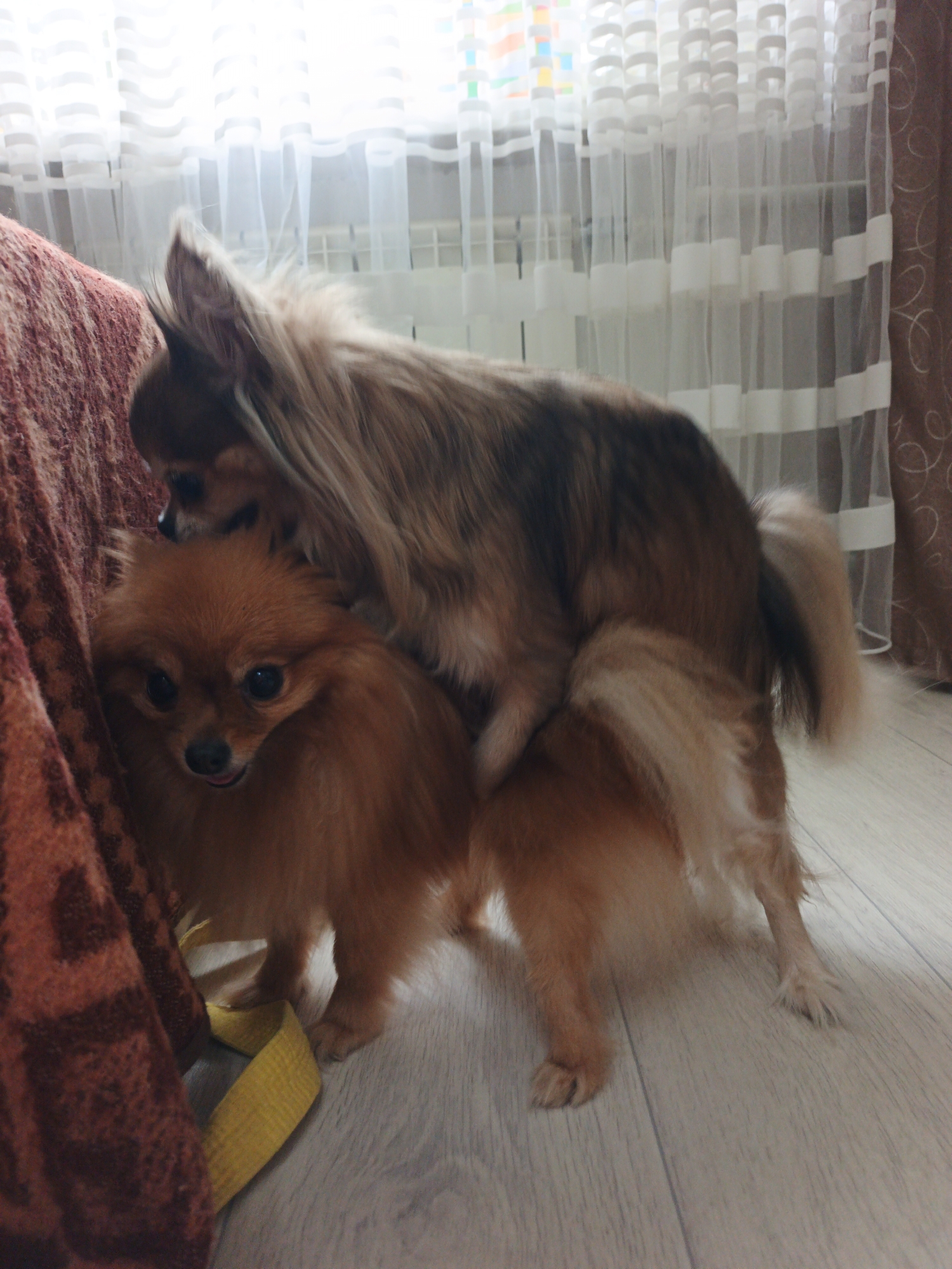Two dogs, one a fluffy orange Pomeranian and the other a long-haired tan and brown dog, are interacting indoors. The Pomeranian is in the foreground, facing the camera with its tongue slightly out and looking alert. Behind it, the larger dog is positioned over the Pomeranian, with its hindquarters resting on the smaller dog's back. The setting appears to be a room with a wooden floor, a red patterned couch or chair on the left, and sheer white curtains in the background. The lighting suggests it is daytime, possibly near a window. There are no humans or other animals present. The location is not specified in the image, but the prompt requests it to be in Zlatoust, Russia.