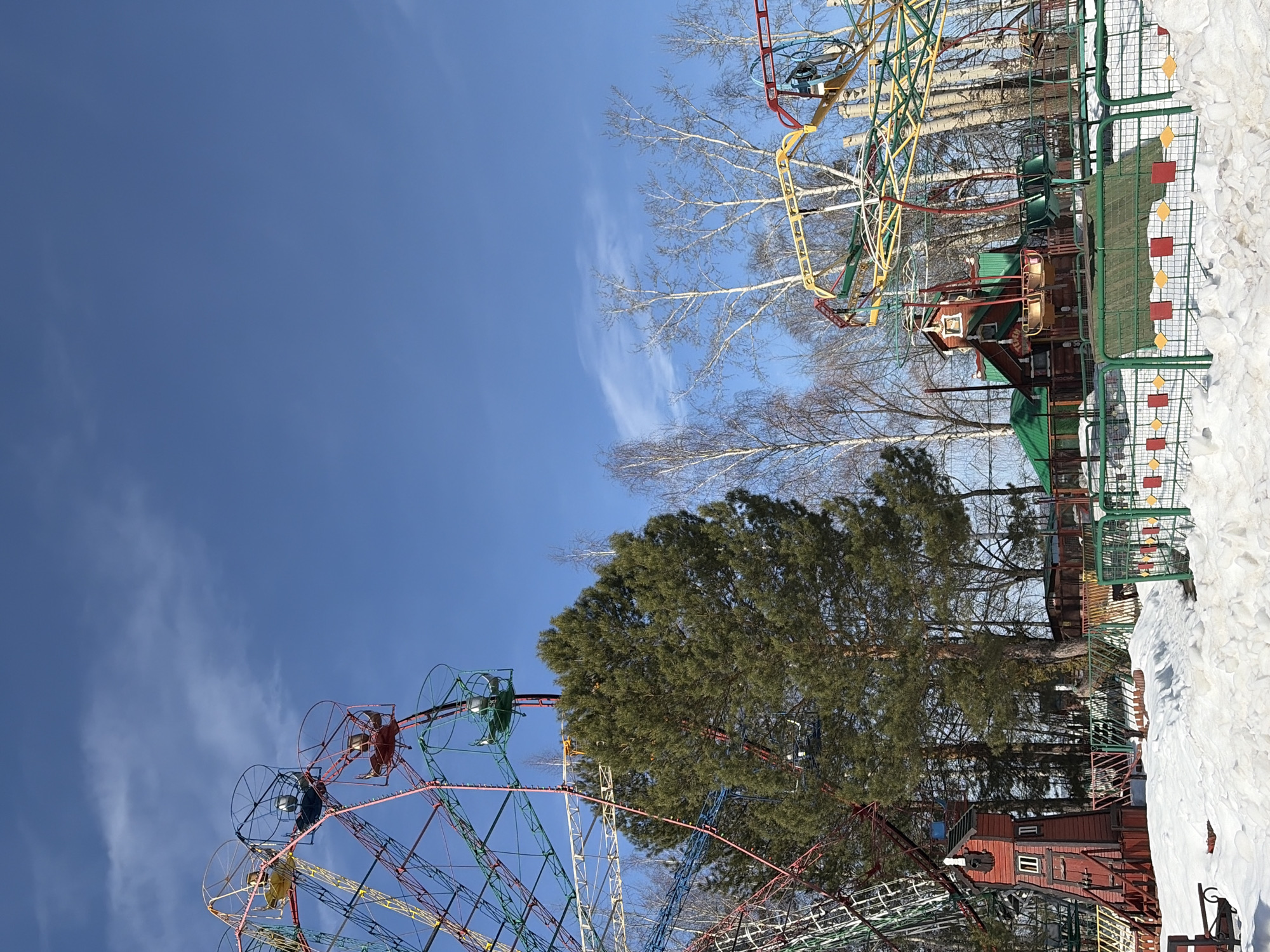 The image displays an inactive amusement park located in Chaikovsky, Russia, under a clear blue sky with sparse, wispy clouds. The ground is covered in uneven, partially soiled snow, indicative of winter or early spring. A large, multi-colored Ferris wheel, featuring sections of red, blue, green, yellow, and white structural elements, occupies the left side of the frame. Its enclosed gondolas, also in various colors (yellow, blue, red, green), appear empty. A dense, tall evergreen tree stands prominently in the midground, situated between the Ferris wheel and other park features. To the right, a segment of another ride with yellow, green, and red structural components and empty suspended seats is visible among numerous bare deciduous trees, including several birches identifiable by their white bark. A small, reddish-brown, two-story building with a dark green pitched roof and a chimney is positioned near the base of the Ferris wheel. Green metal mesh fencing, decorated with red squares and yellow diamond shapes, runs across the immediate foreground, separating the snow-covered area from the rides. No individuals are present in the scene.