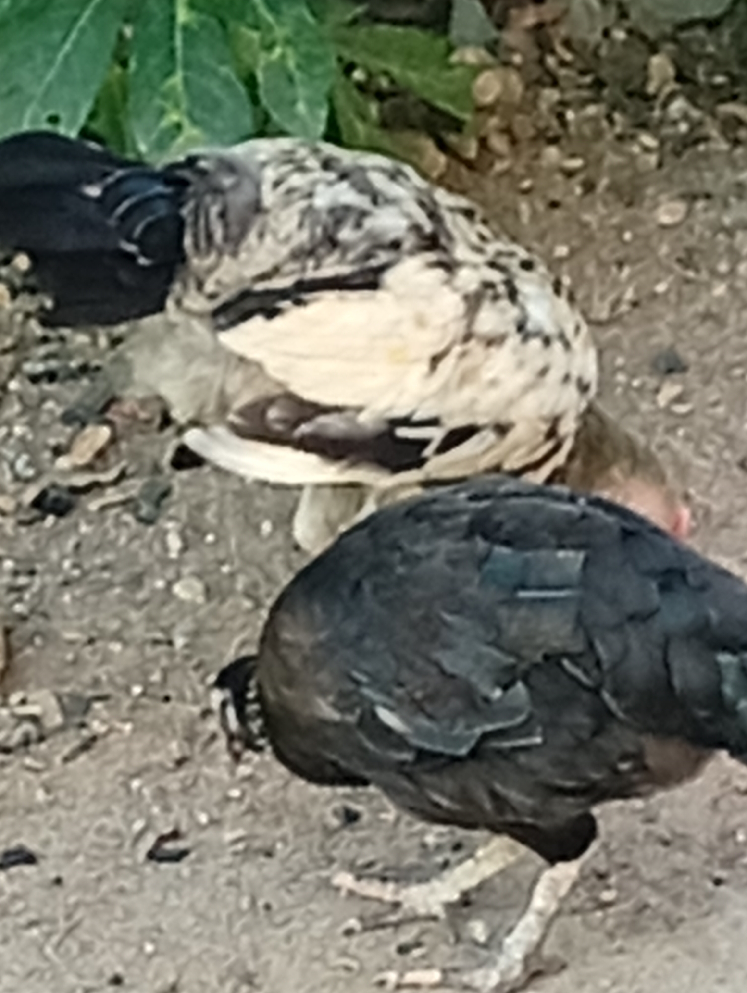 In an outdoor, dirt-grounded area with some foliage in the background, two chickens are foraging. One chicken, predominantly black with some iridescent blue-green feathers visible, is in the foreground, facing left and pecking at the ground. Its legs and feet are visible, appearing light gray or white with some black markings. The second chicken, situated behind and to the left of the black chicken, has a mottled black and white plumage. It is facing right, with its head lowered towards the ground, also appearing to be foraging. The interaction between the chickens is not evident beyond their shared activity in the same area. The lighting suggests it is daytime.