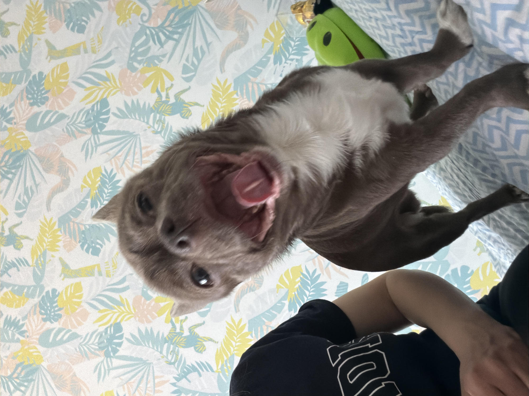 A low-angle, slightly off-center shot depicts a medium-sized, gray and white dog in close proximity to the camera, its mouth open, possibly yawning. The dog is positioned above a person wearing a black t-shirt with white lettering. The background features a patterned surface with blue, yellow, and pink leaf designs, and a section of what appears to be a blue and white patterned couch or bed. A green stuffed animal is partially visible in the upper right corner.
This photo could have been taken anywhere. There is no information to suggest it was taken in the city of Votkinsk, Russia.