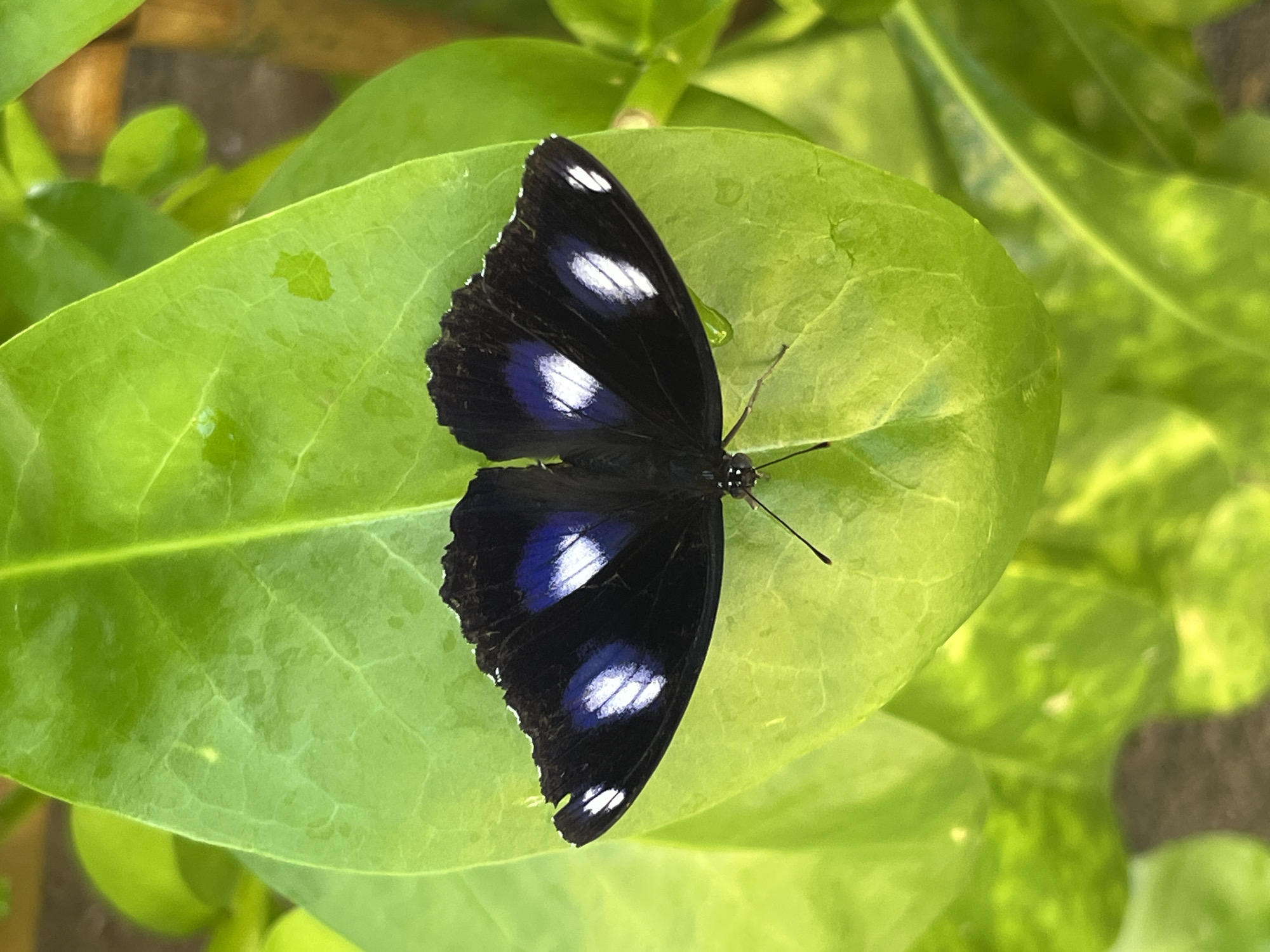 A black butterfly with iridescent blue and white markings on its wings is resting on a large, vibrant green leaf. The leaf has a slightly waxy texture and is illuminated by natural light, casting subtle shadows and highlights. The background consists of more blurred green foliage, suggesting an outdoor, natural environment. The image appears to have been taken in close proximity to the subject, emphasizing the intricate details of the butterfly and the leaf. The setting is consistent with the humid, tropical climate found in locations like Kuta Selatan, Indonesia, where such flora and fauna are common.