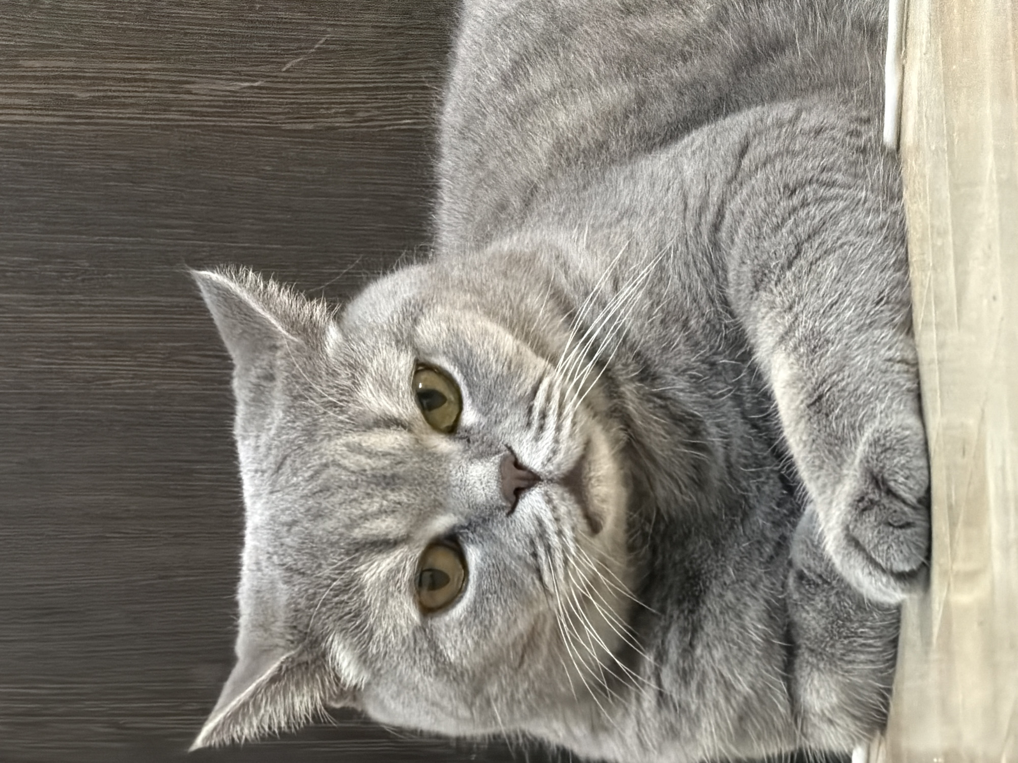 A close-up, eye-level shot captures a grey, short-haired cat lying on a light-colored wooden surface, possibly a floor or table. The cat is facing the camera with its paws crossed in front of it. Its eyes are a yellowish-green, and it has prominent white whiskers. The background features a dark, textured surface that appears to be wood paneling. The overall lighting is soft, creating a warm and intimate atmosphere. The image does not provide any information about the location being in the city of Perm, Russia.
